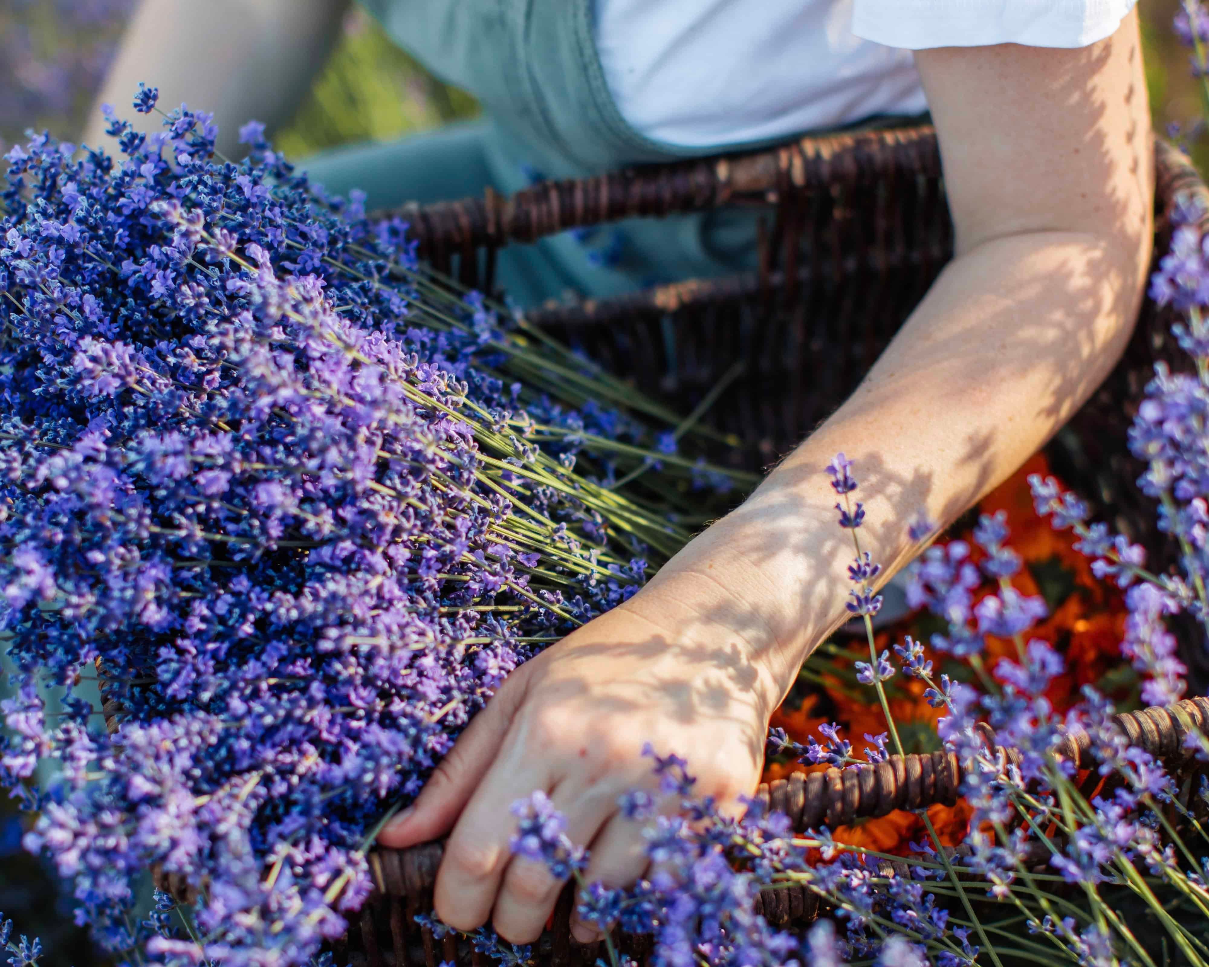 cutting lavender stems 