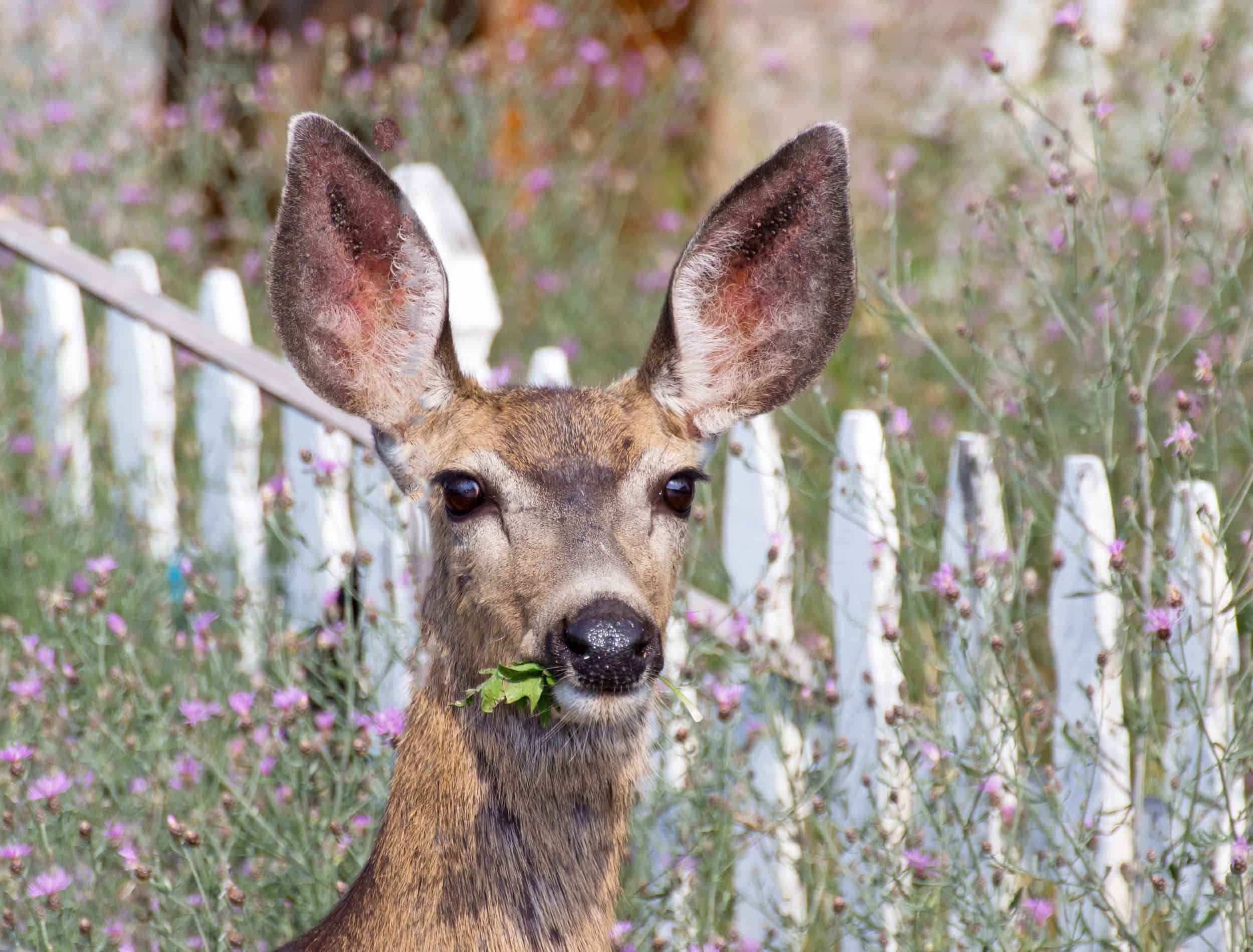 How to Attract Deer to Your Yard