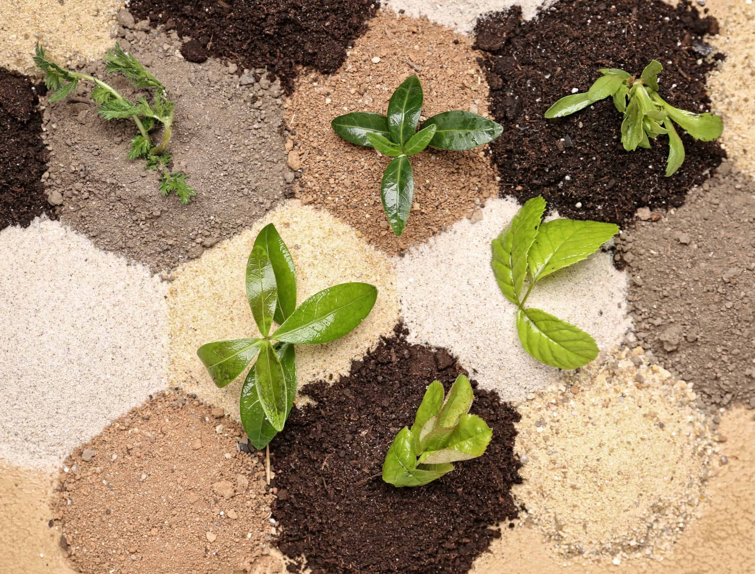 What’s in Garden Soil Garden Soil vs Other Soils