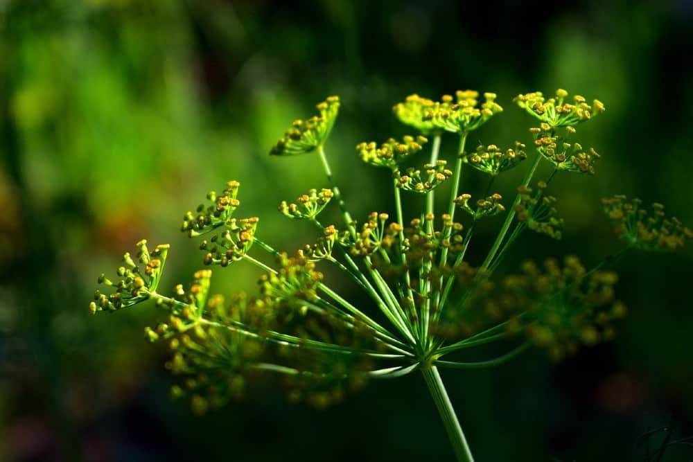 close up dill plant