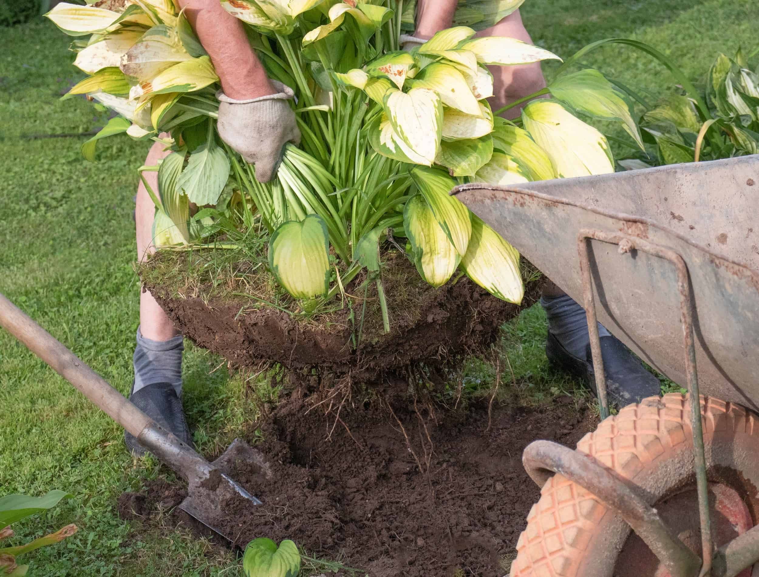 man replanting hosta plant in garden
