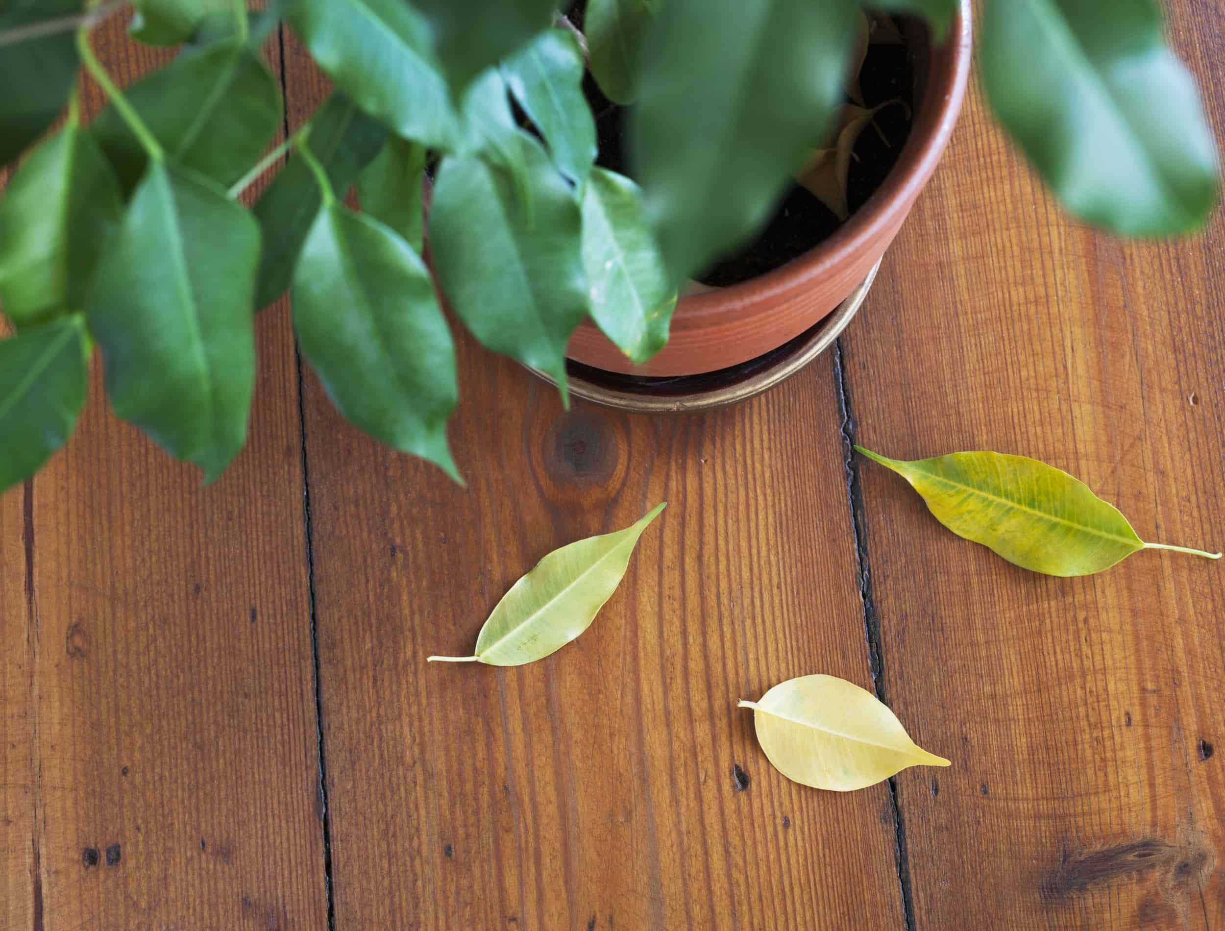 Overhead photo of indoor plant dropping yellow leaves on wooden floor. Taking care of houseplants concept.