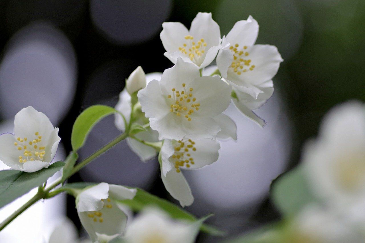 close up of jasmine flowers