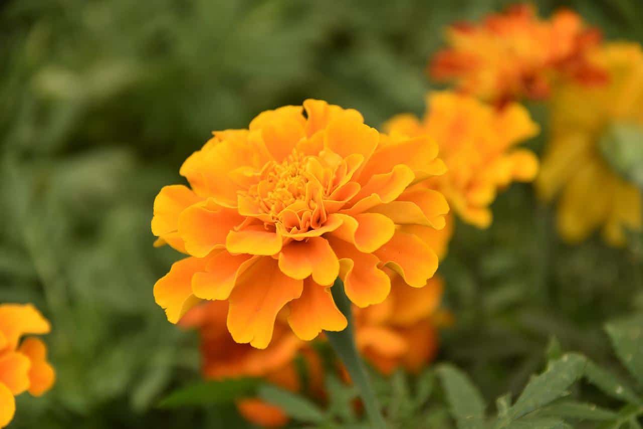 Close up image of marigold flower