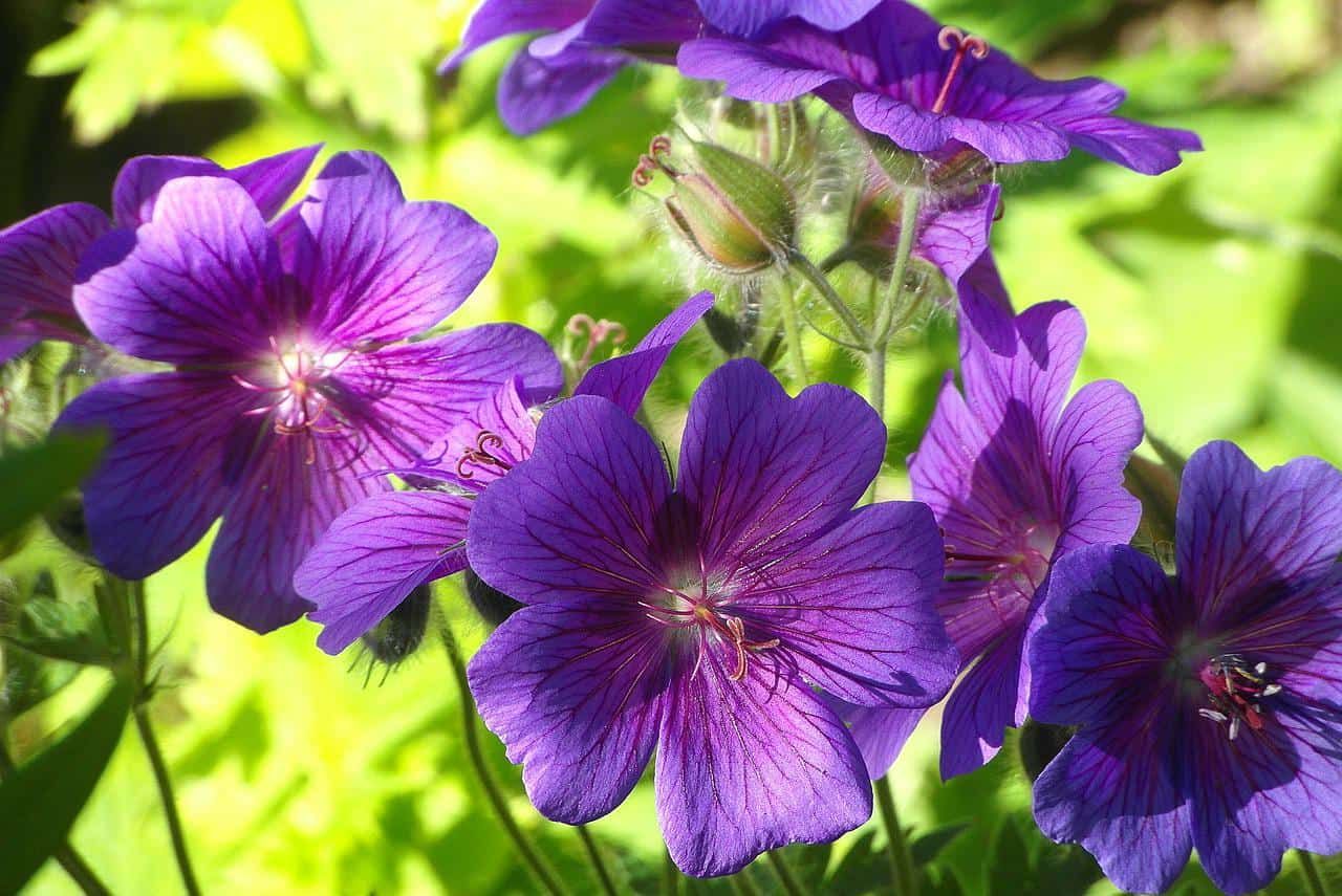 Purple geranium flowers