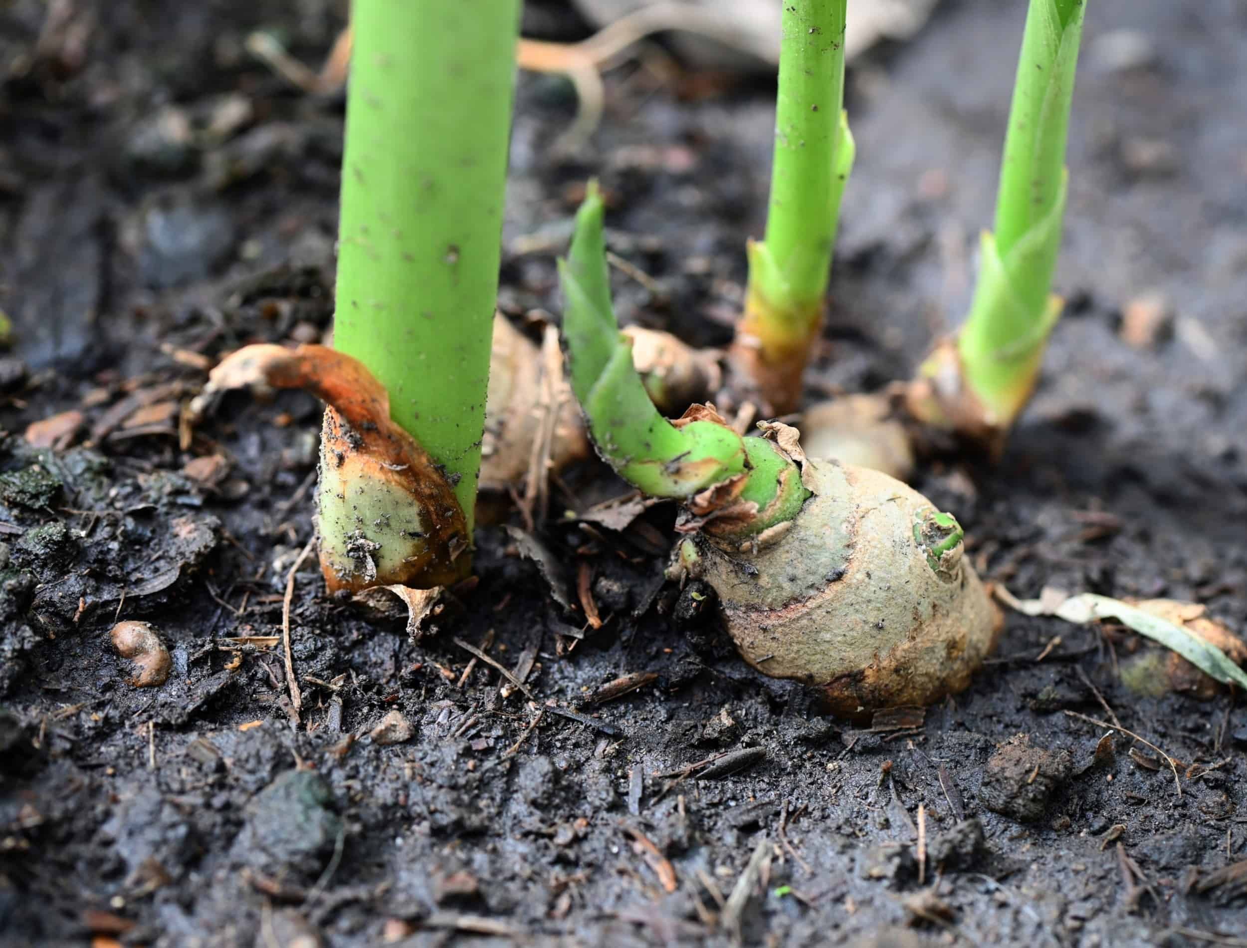 Ginger root on ground , nature ginger plant tree cultivate planting on soil , Growing ginger