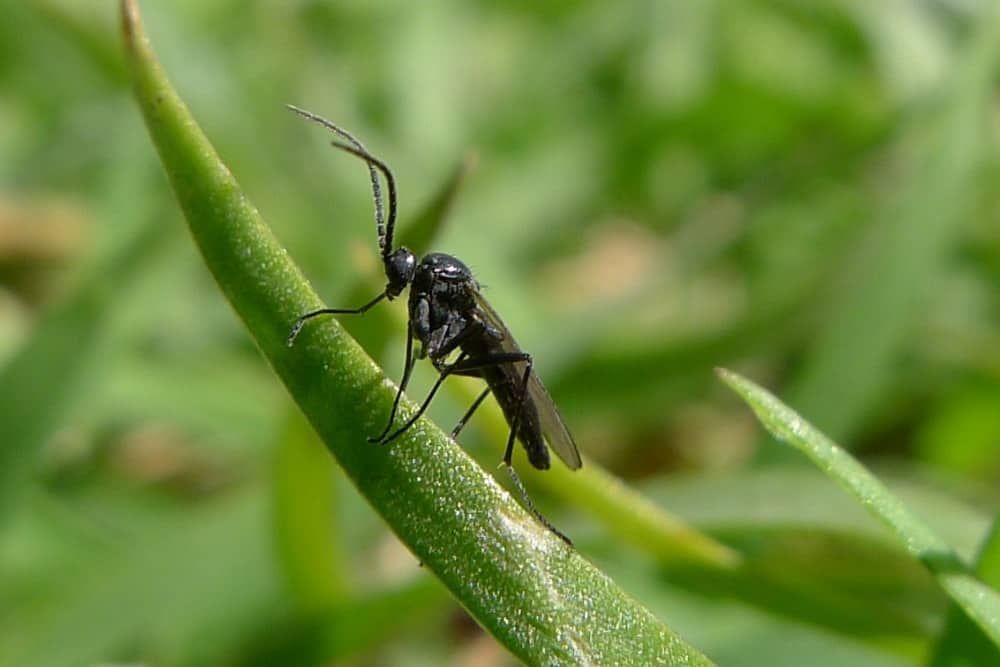 How to Get Rid of Gnats in Your Garden