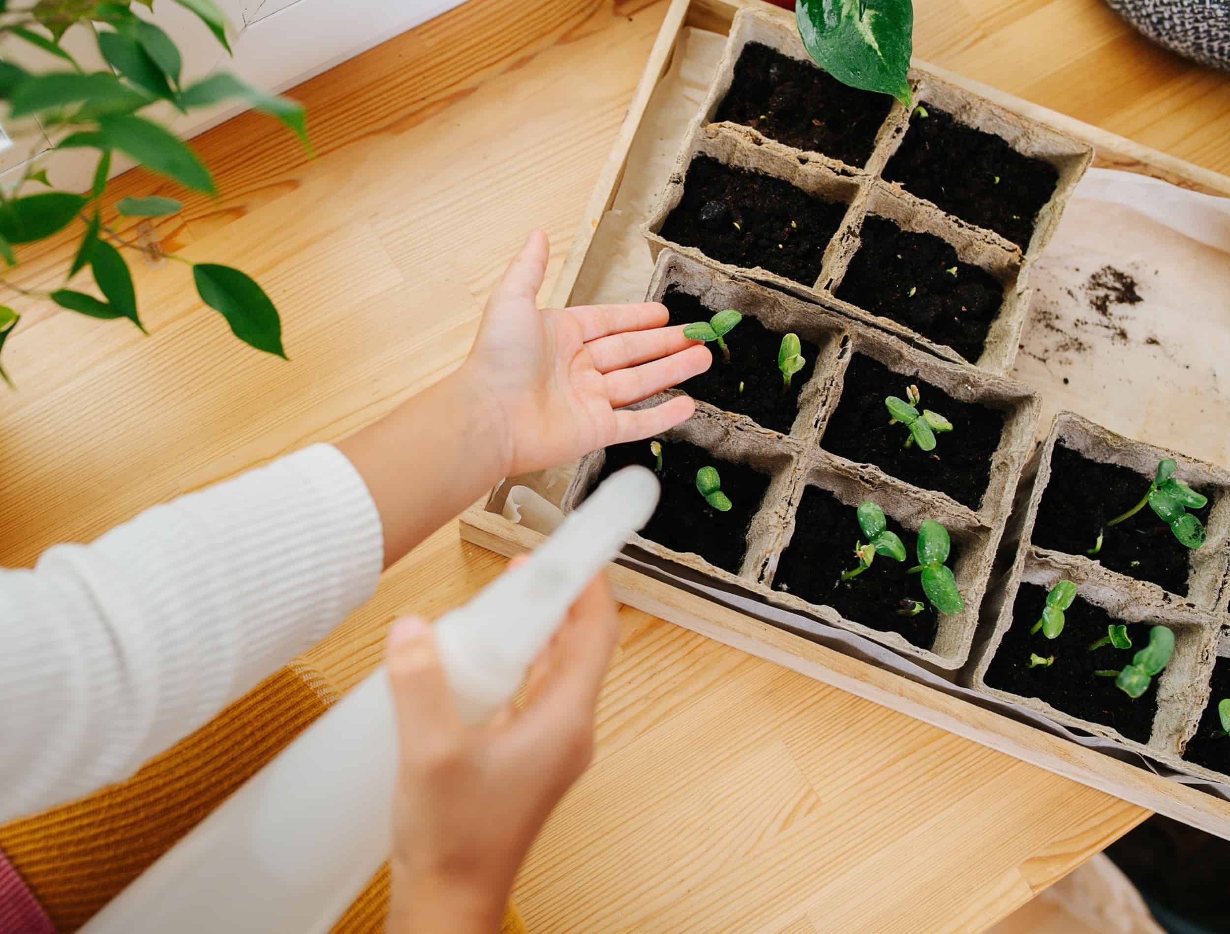 How to Grow Mint in Containers