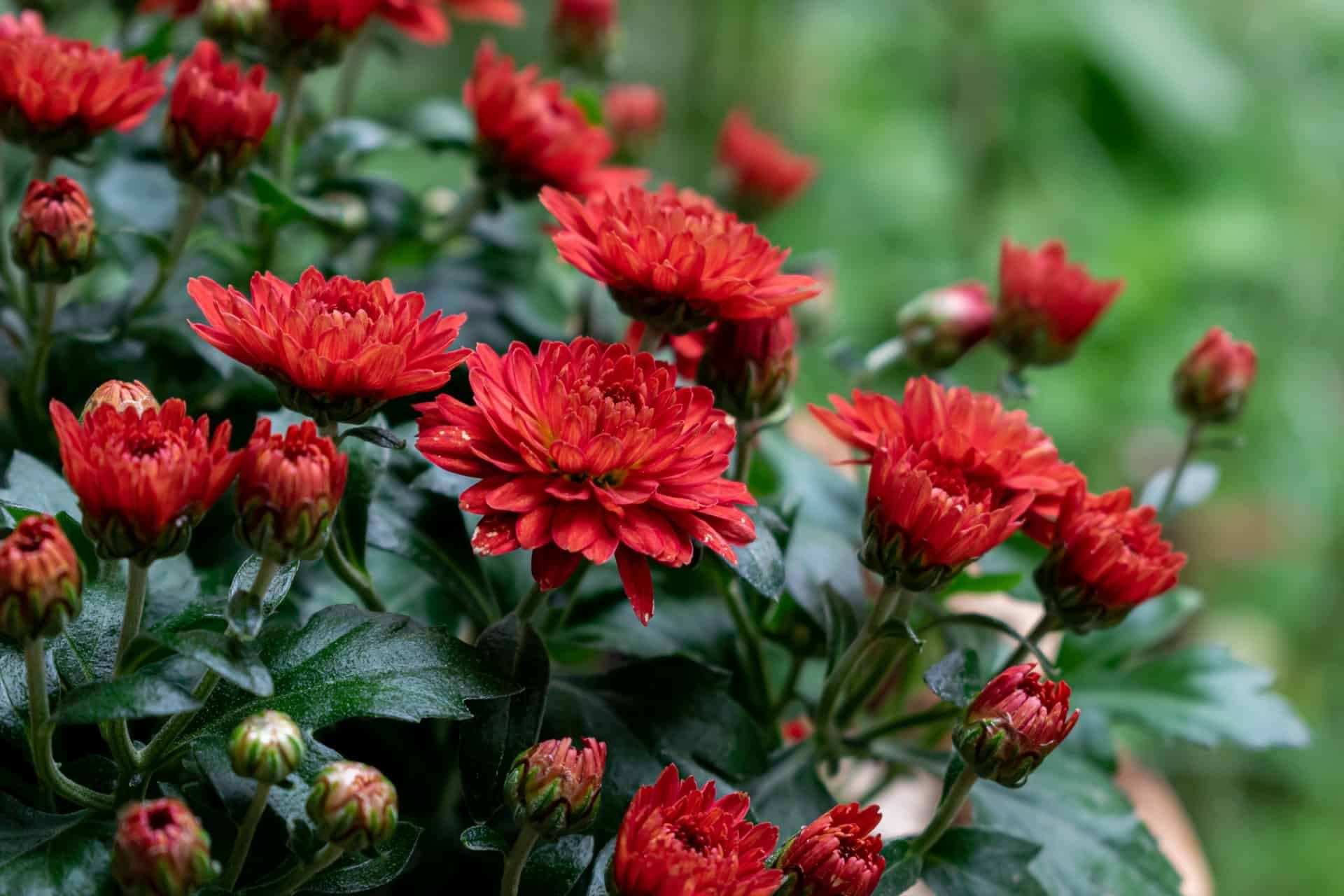Red chrysanthemums for fall blooming perennials