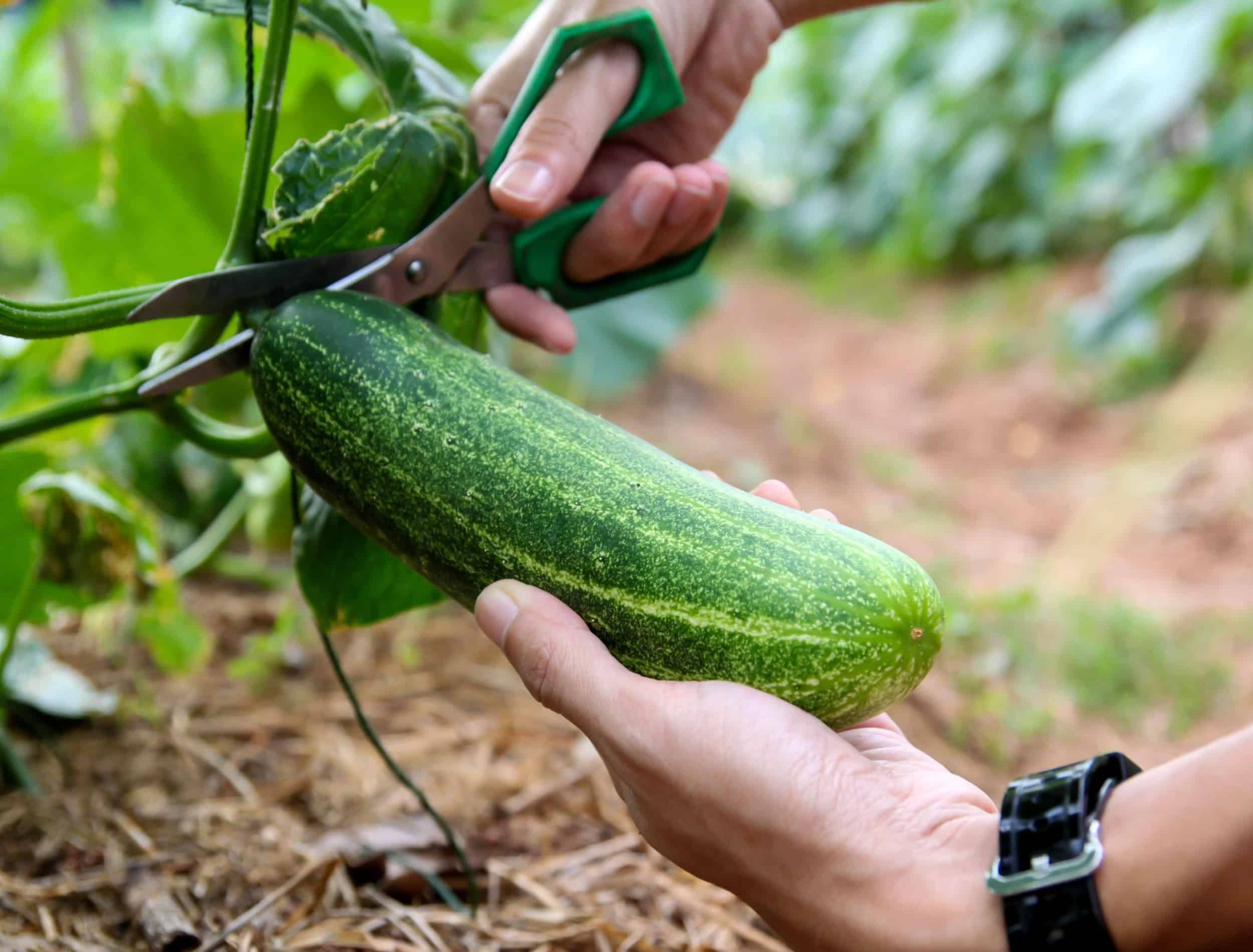 How and When to Harvest Cucumbers