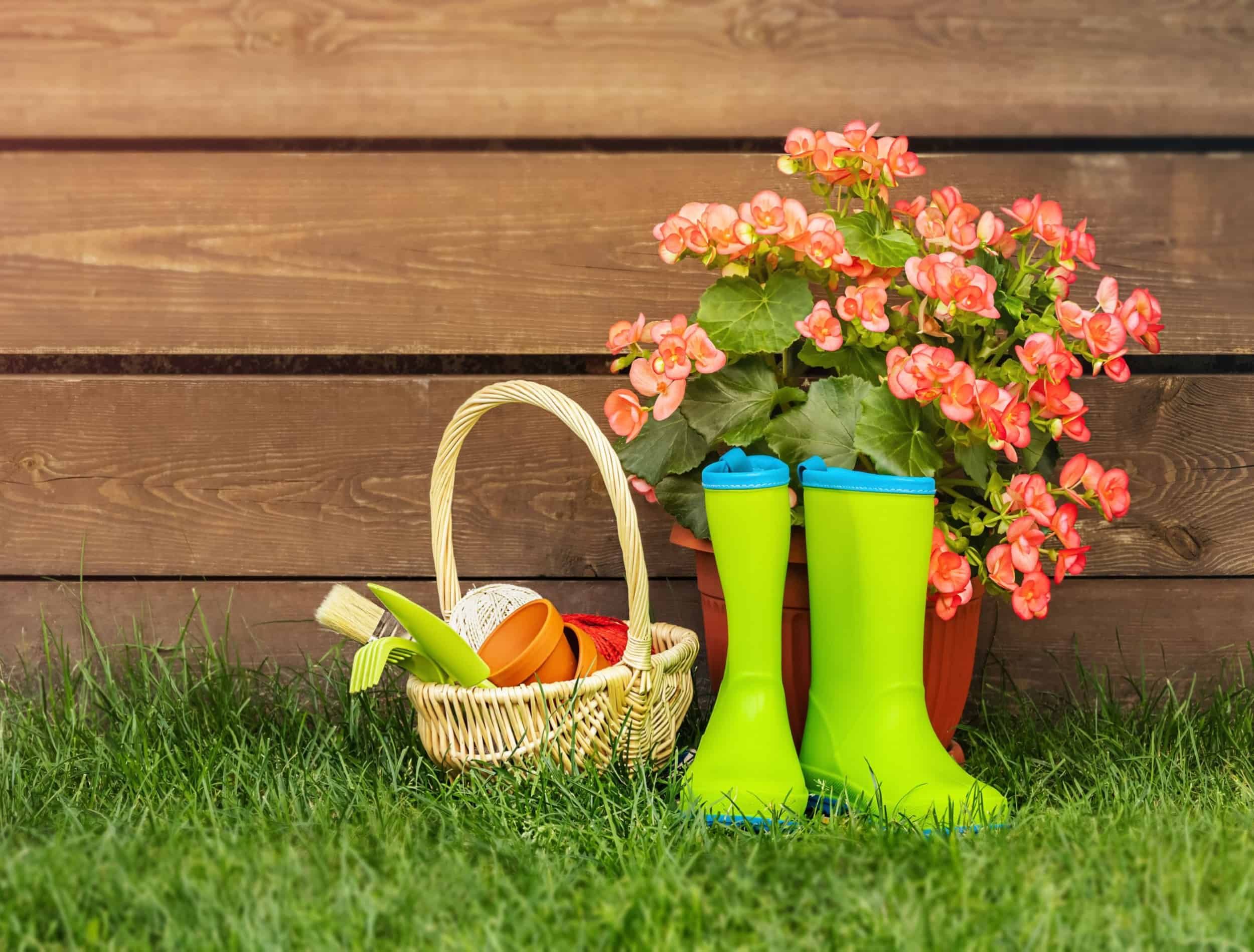 Close-up of a spring composition of green fresh grass with blooming pink flowers, rubber green boots and gardening tools in a basket on a wooden background. Copy paste space.
