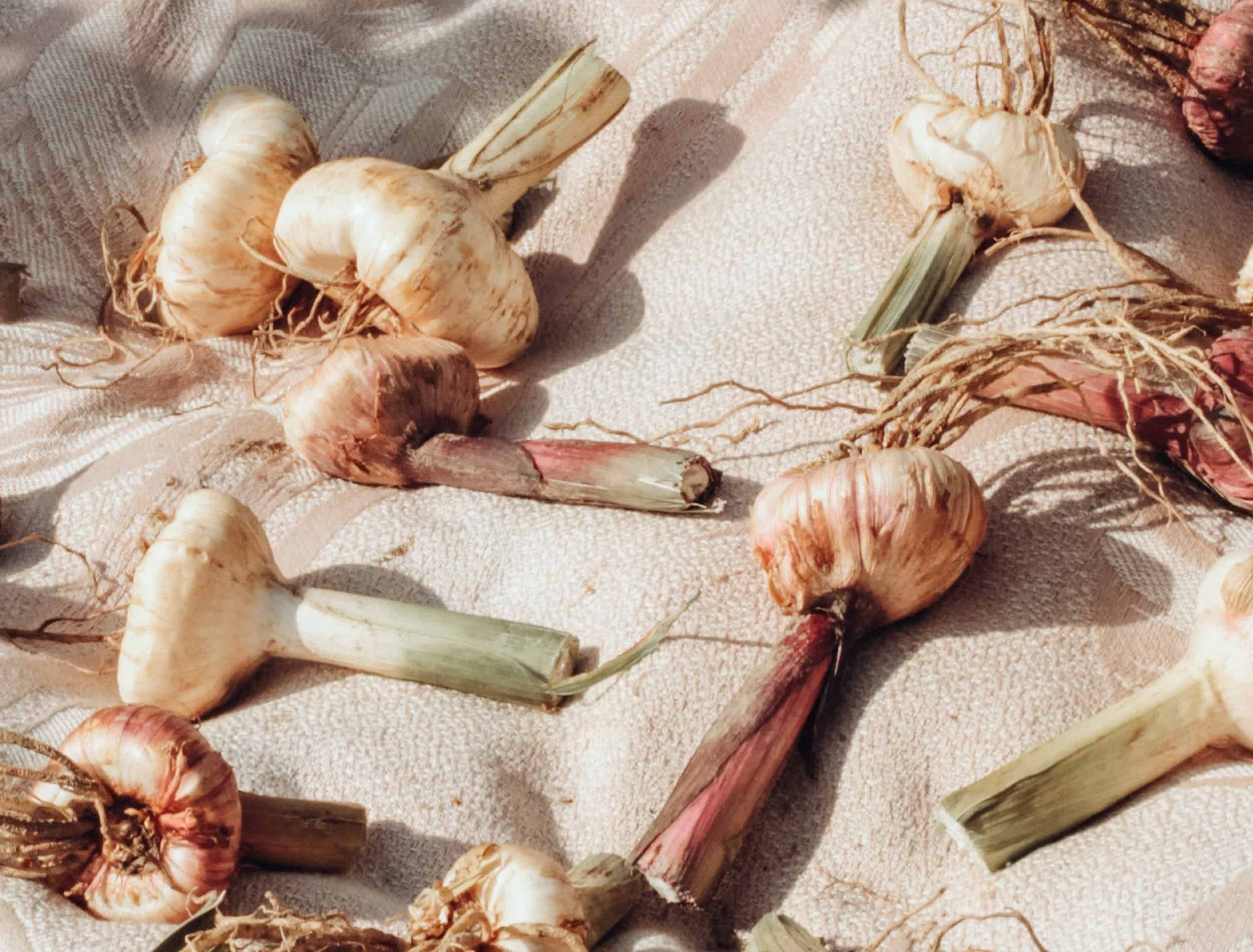 freshly harvested garlic on textile how to harvest garlic