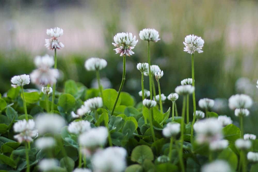 white flowering clover with green stems