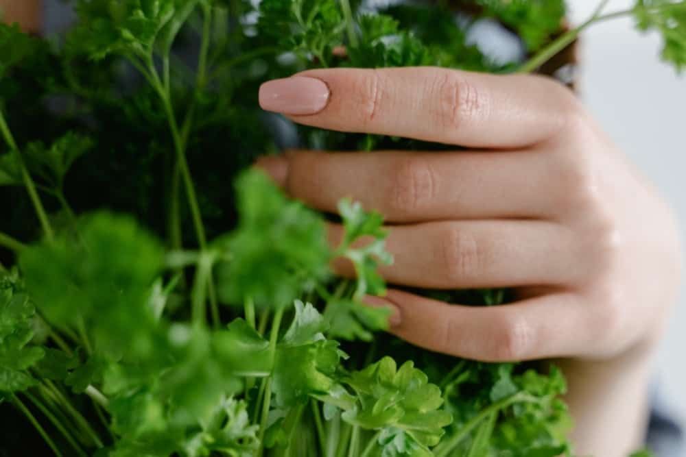 How to Harvest Cilantro
