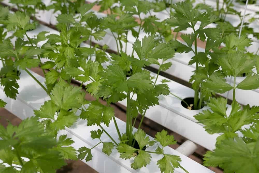 cilantro growing in a hydroponic setup