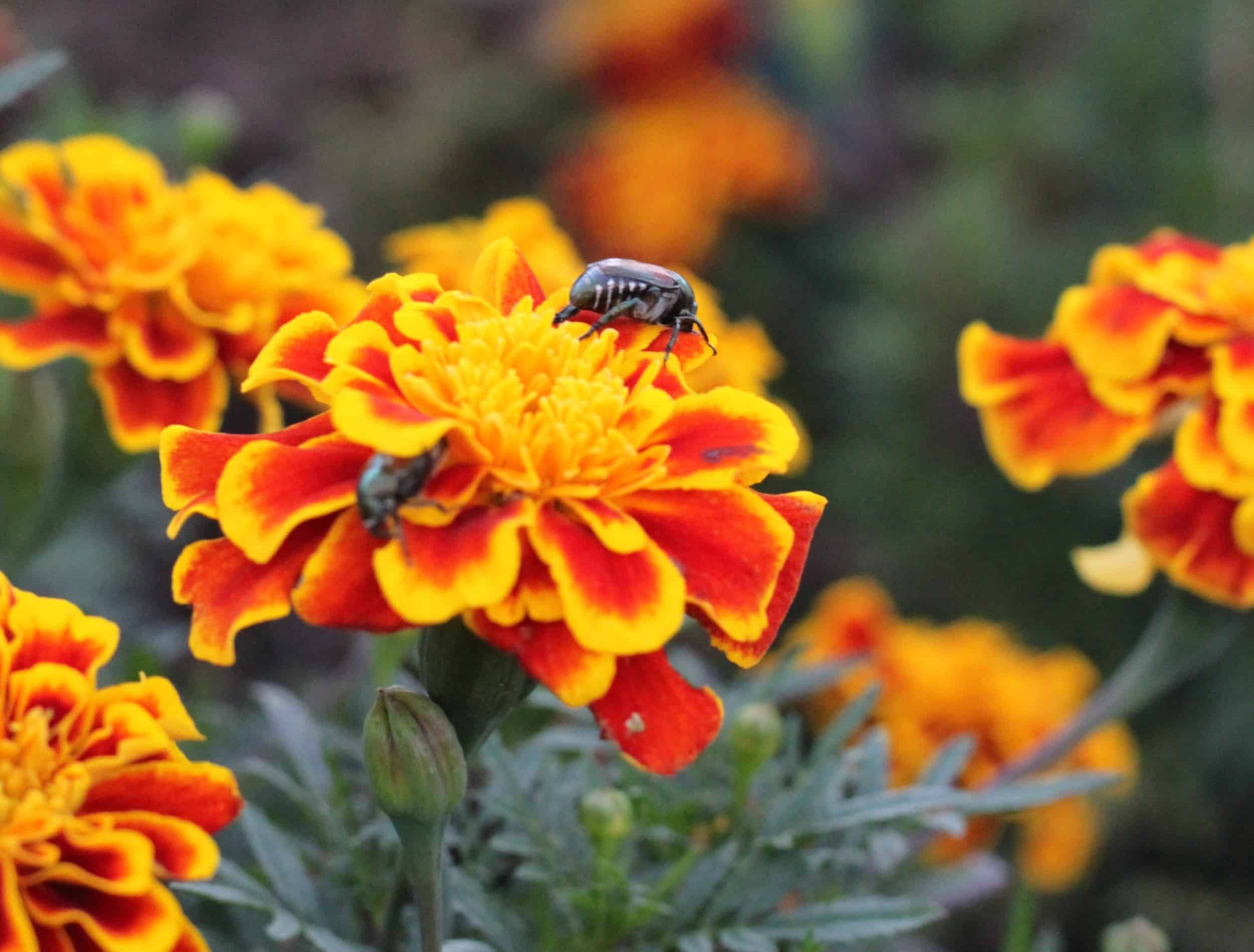 A multicolor scarab beetle on orange and red marigolds. 3092