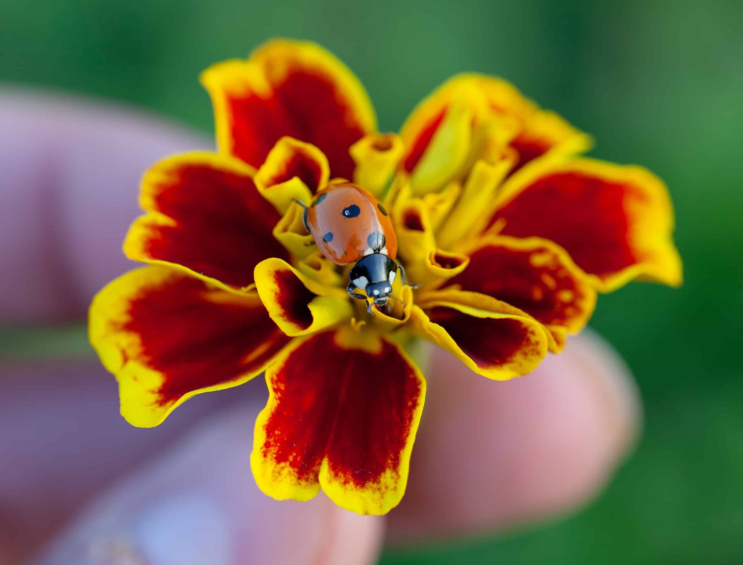 Macro vire of seven spotted lady beetle in red and yellow marigold flower