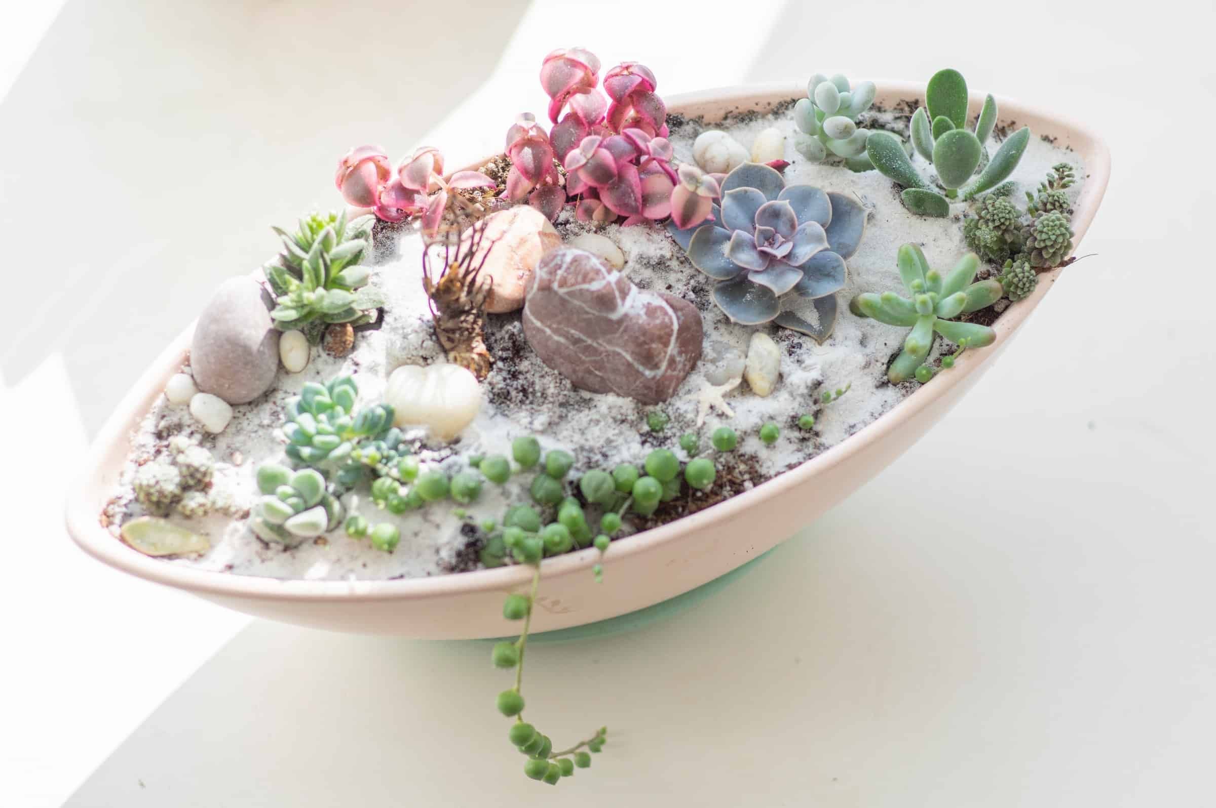 these magical succulents from the nursery of a real flower fairy named Galina