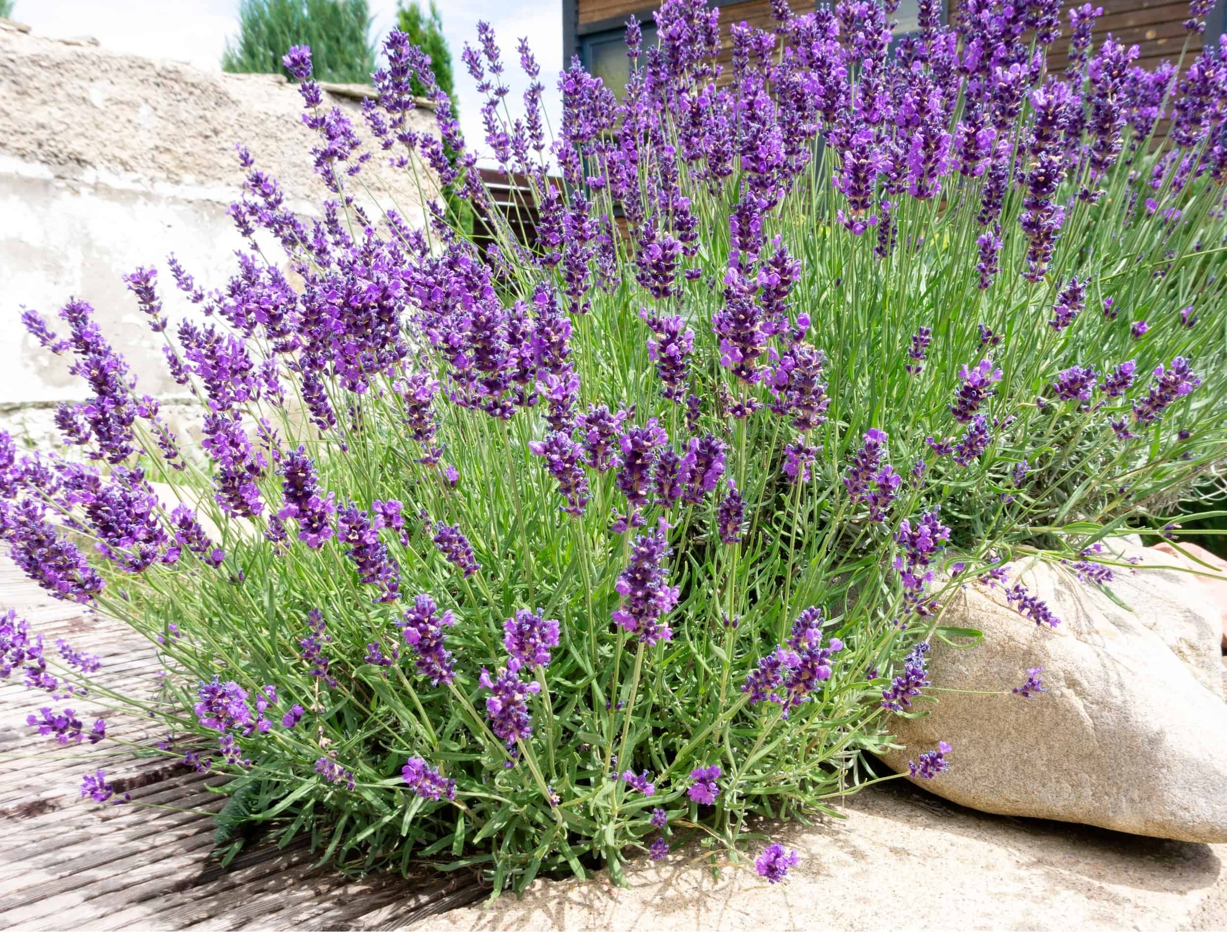 Bushes of lavender in landscape design. Lavender in the garden. The aromatic French Provence lavender grows surrounded by white stones and pebbles in the courtyard of the house.