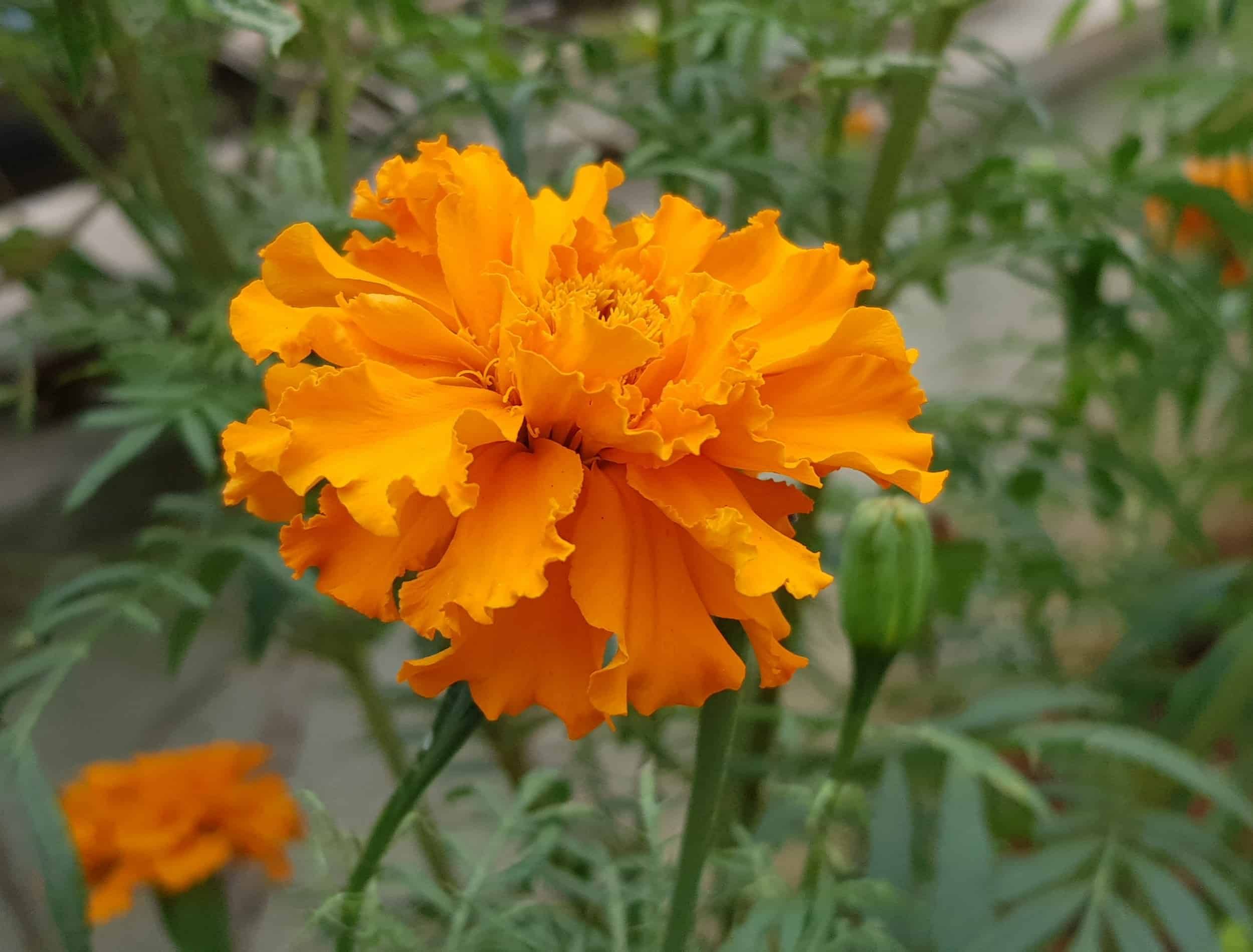 flowers marigolds orange in the garden