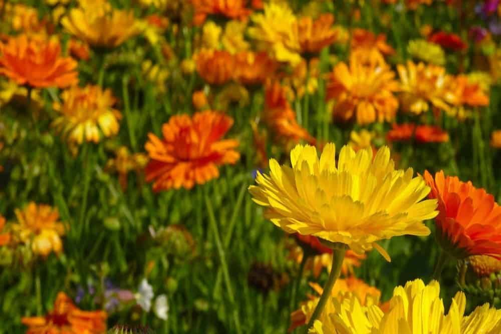 close up marigold blossoms