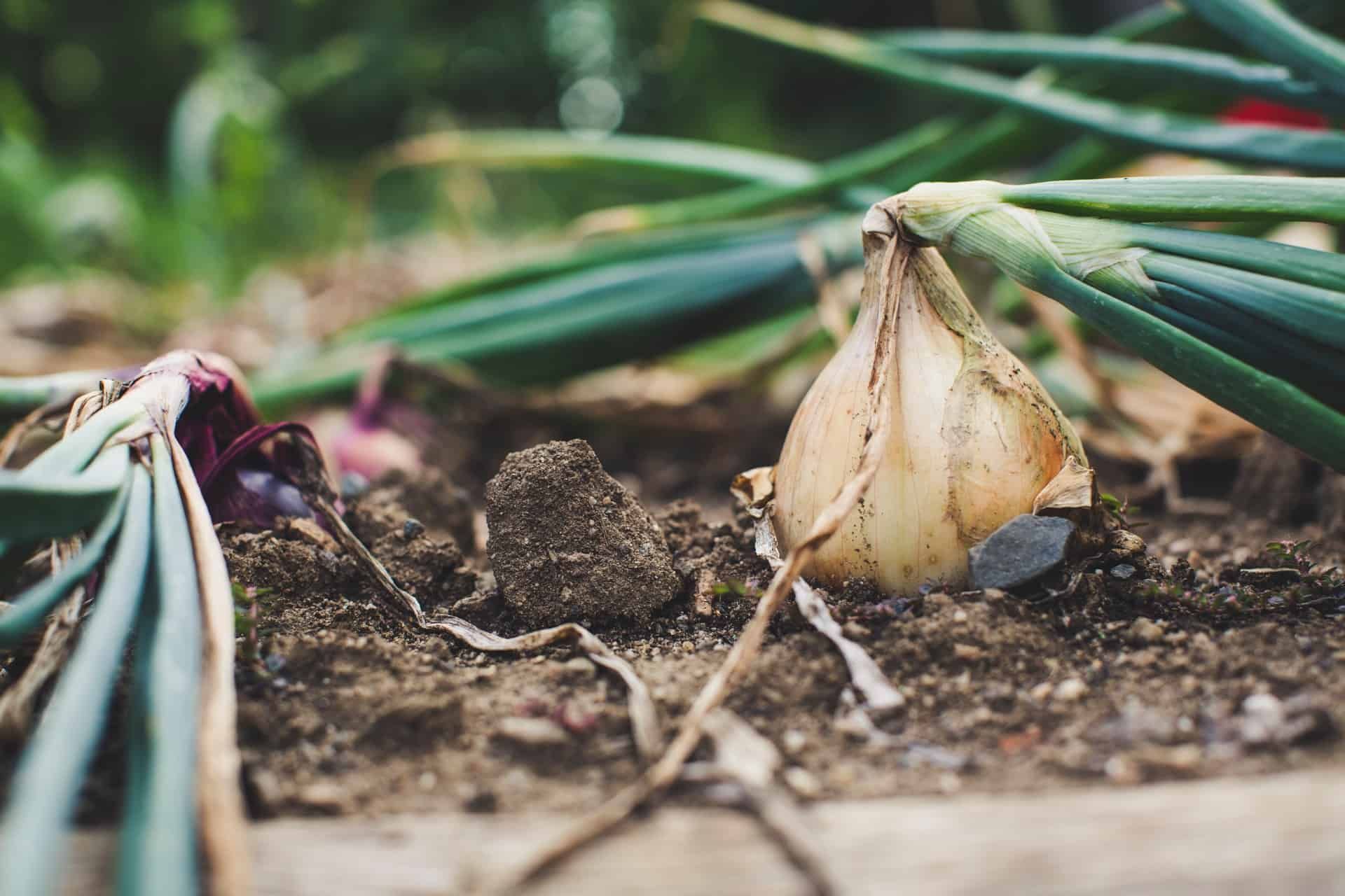How to Harvest Garlic