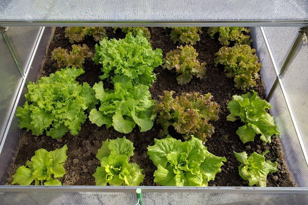 mini greenhouse with lettuce