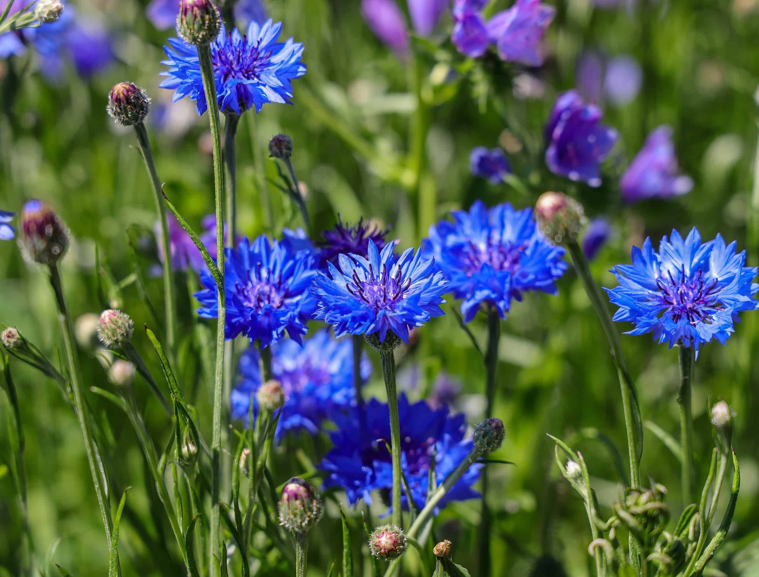 Centaurea cyanus, commonly known as cornflower or bachelor's button, is an annual flowering plant in the family Asteraceae native to Europe.