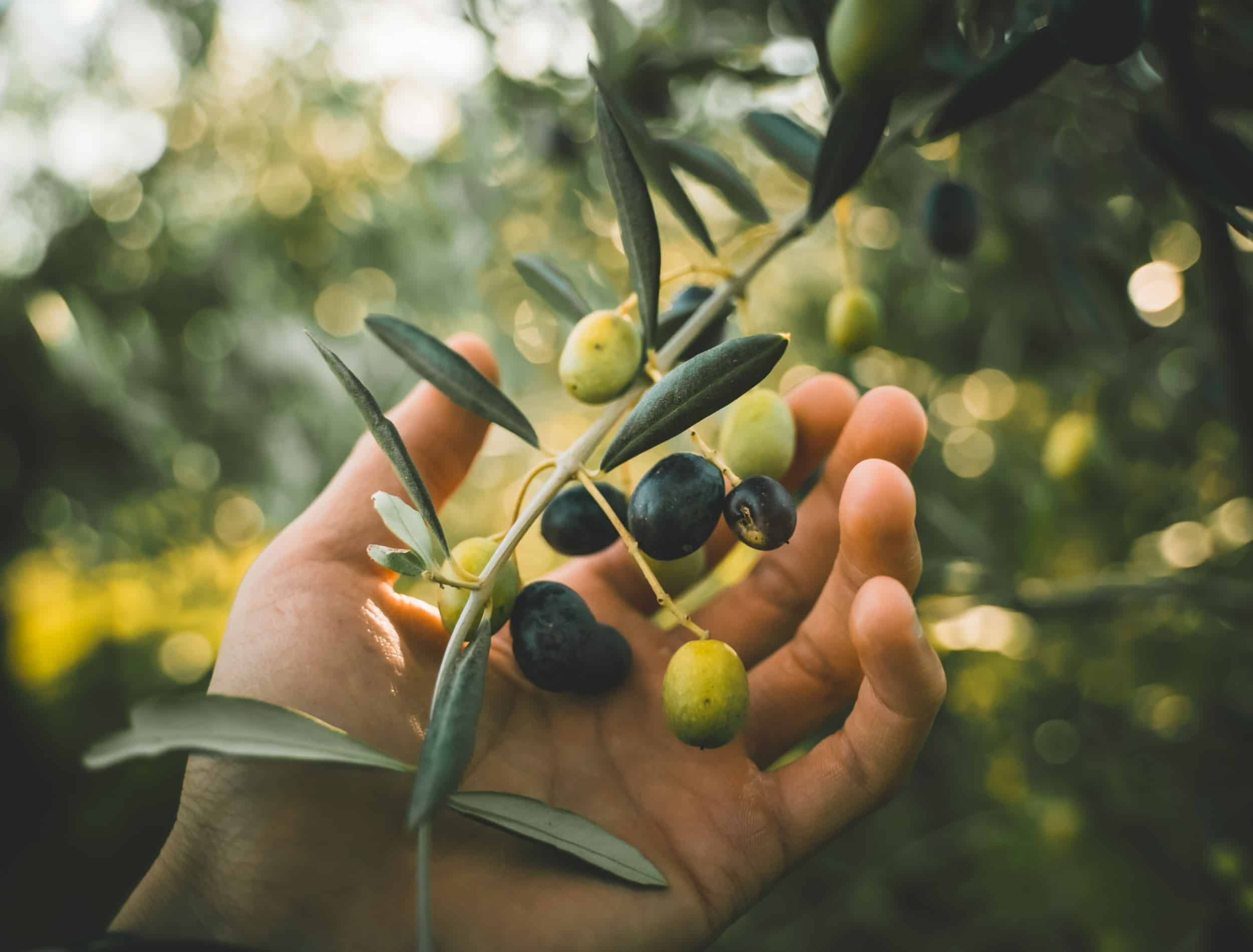 Hand picking green and black olives on the branch tree