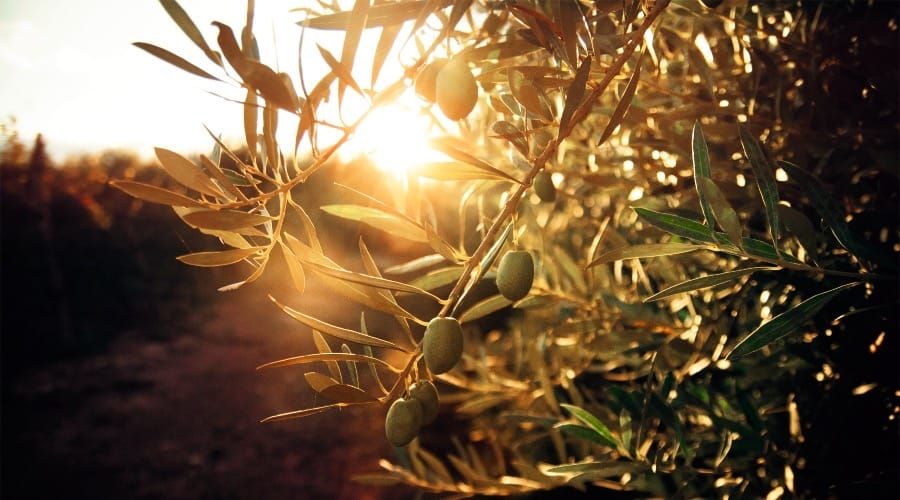 olive tree in sunlight 