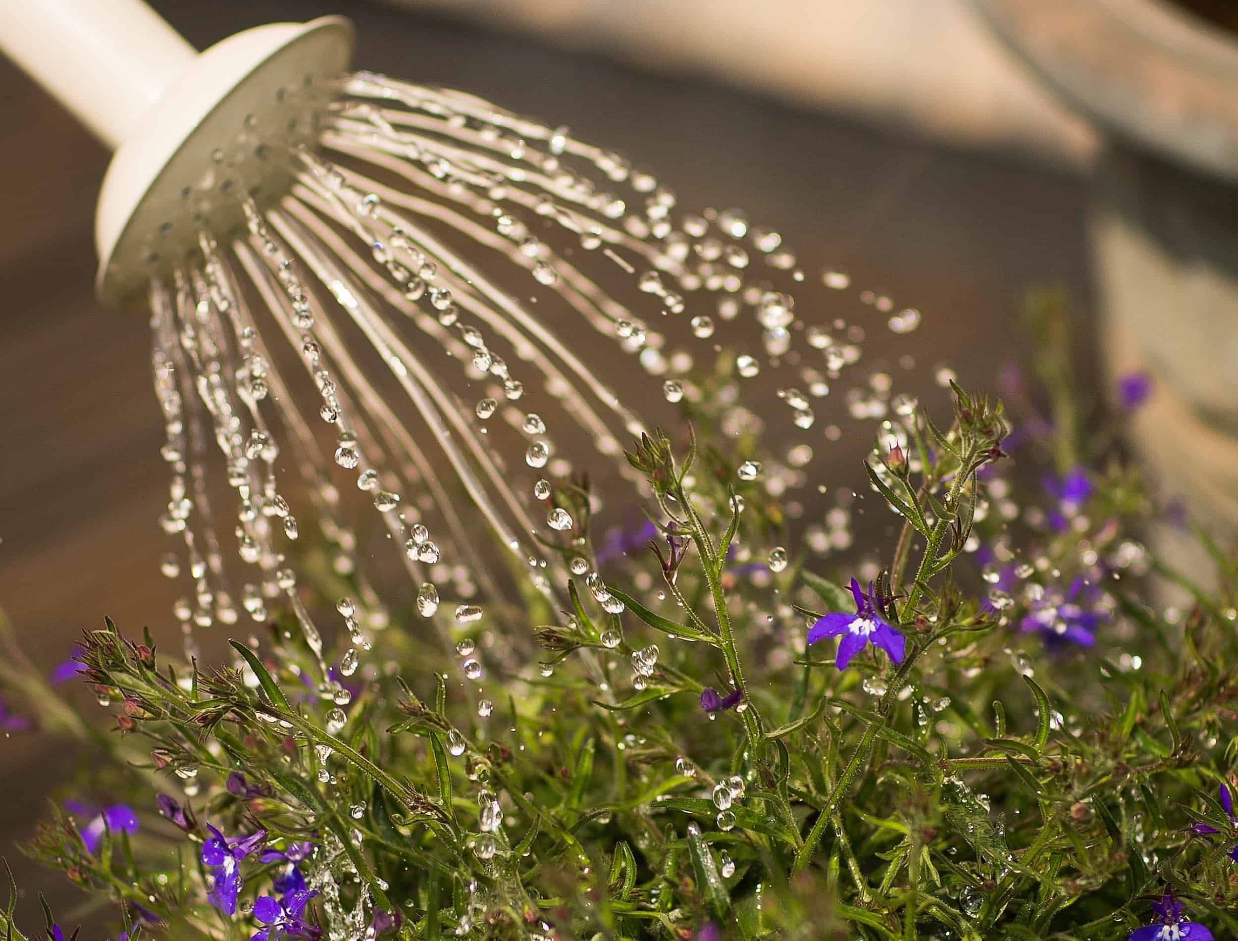 watering purple flowers