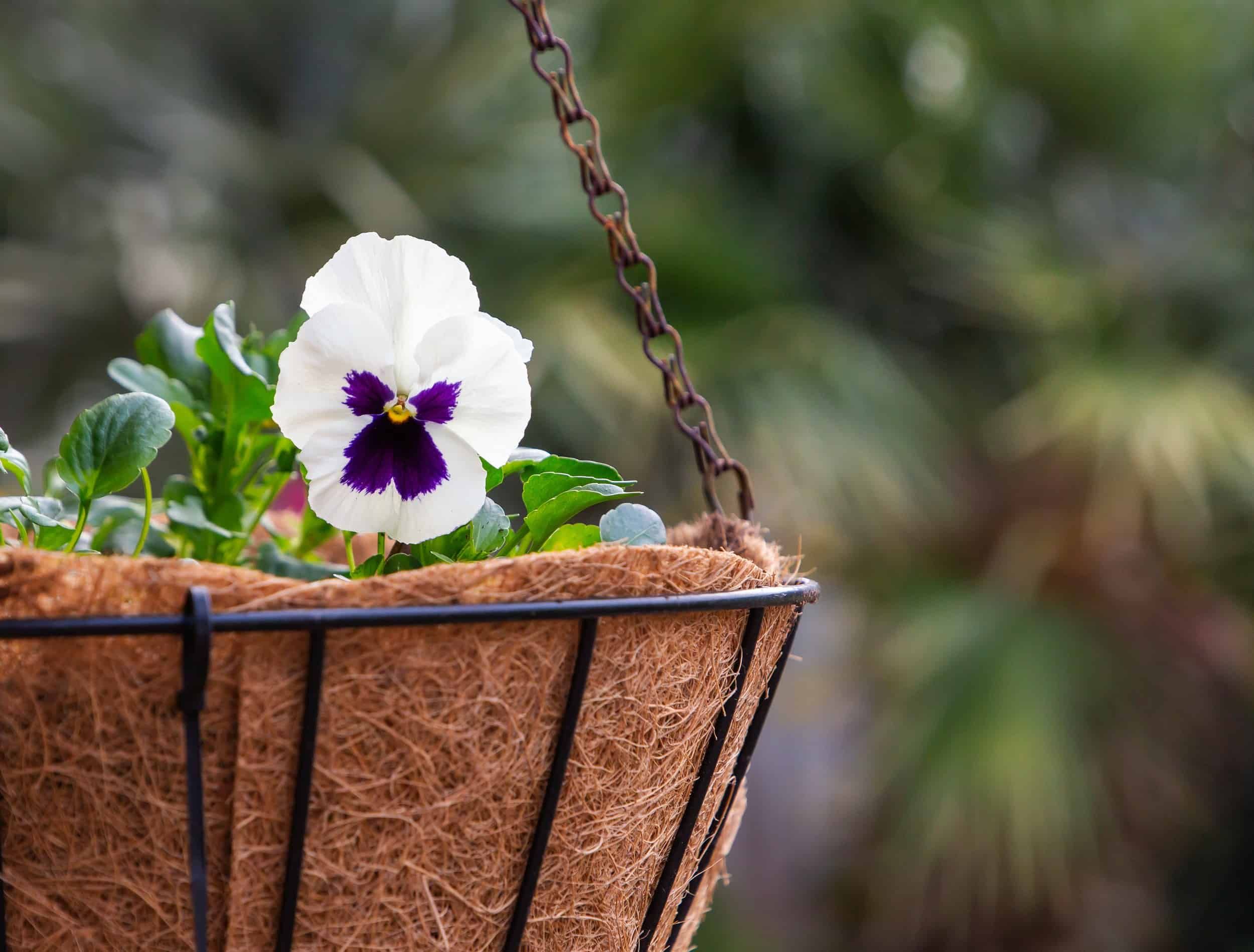 7 of the Best Flowers To Plant in Hanging Baskets