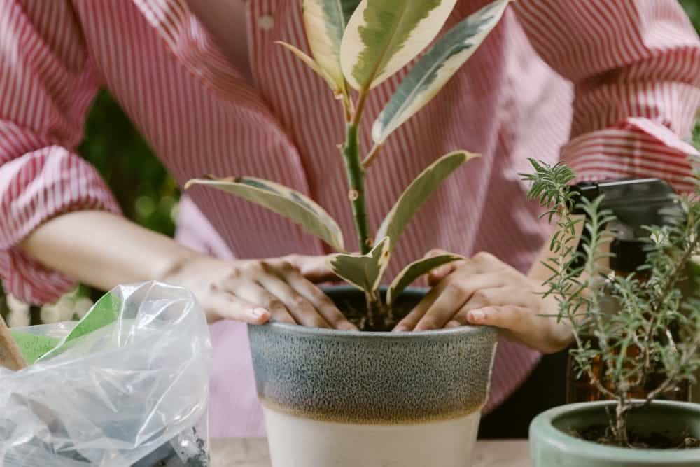 person planting in a pot