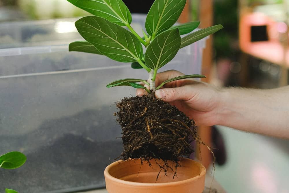 5 Common Plant Buying Mistakes To Avoid