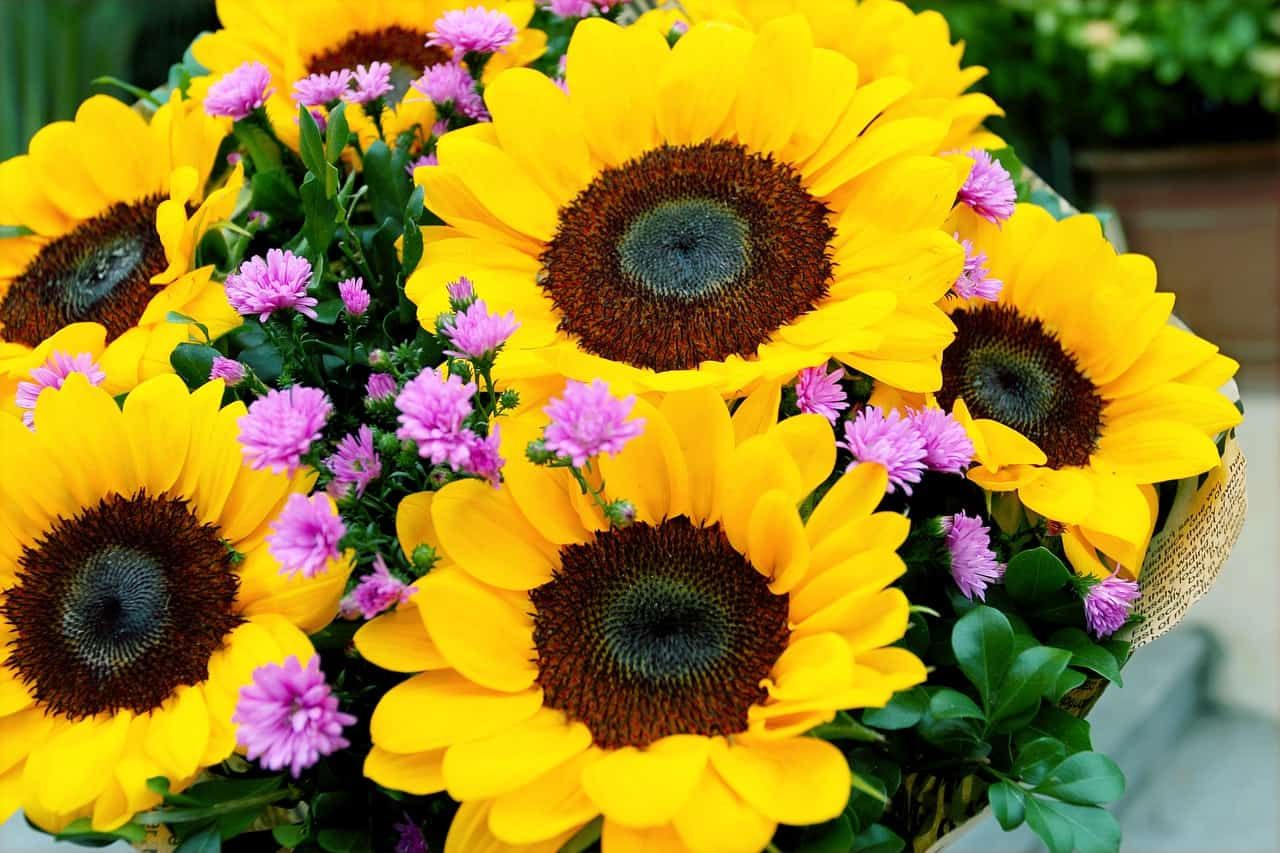 Sunflowers in container