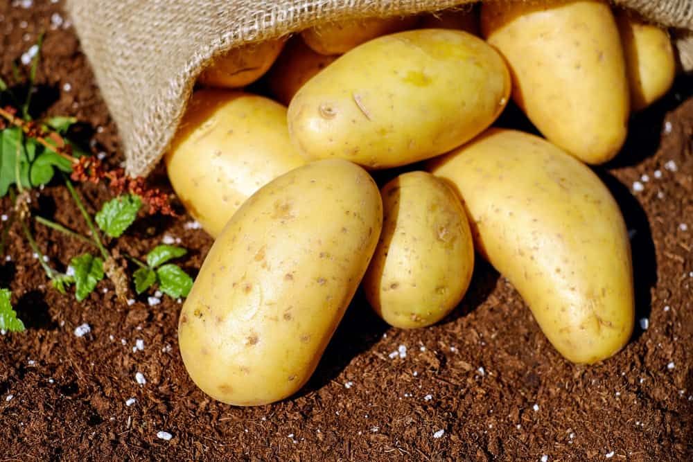 potatoes on dirt 