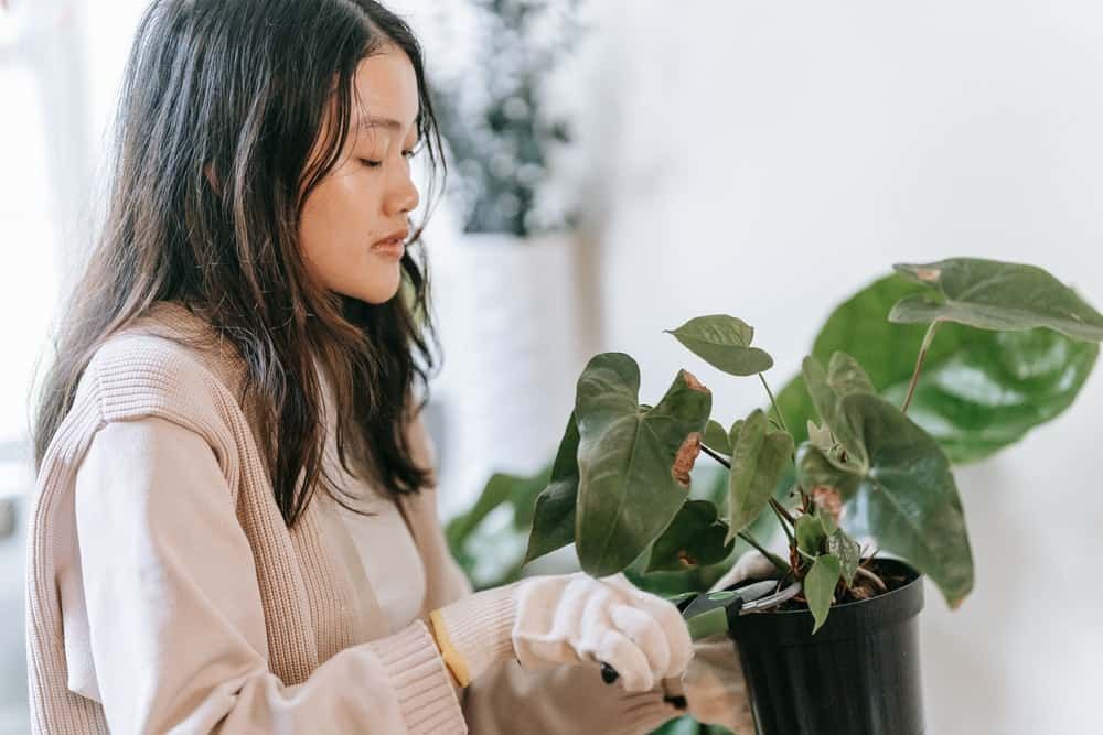 How to Revive Plants From Heat Damage