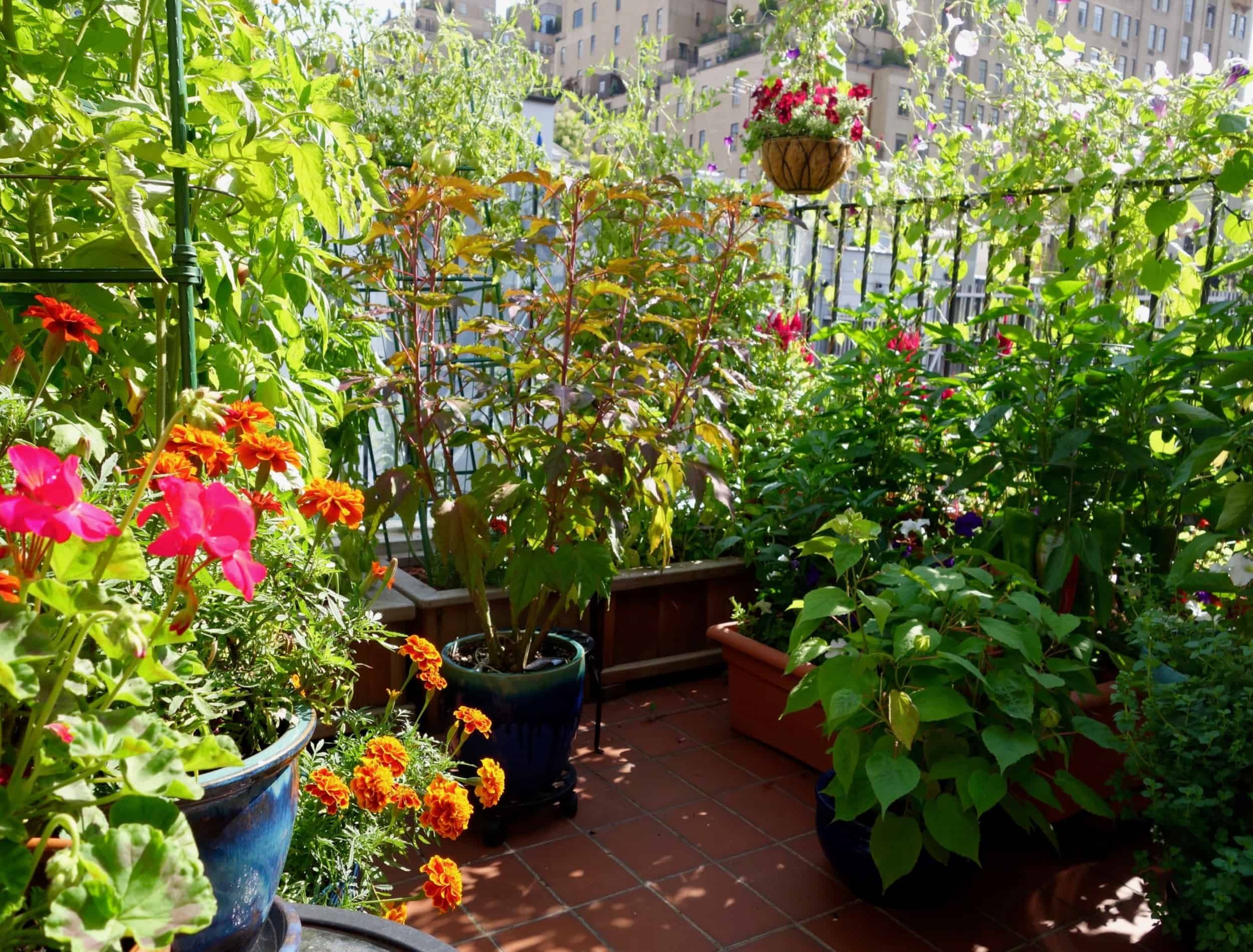 5 Container Plants That Thrive in Heat