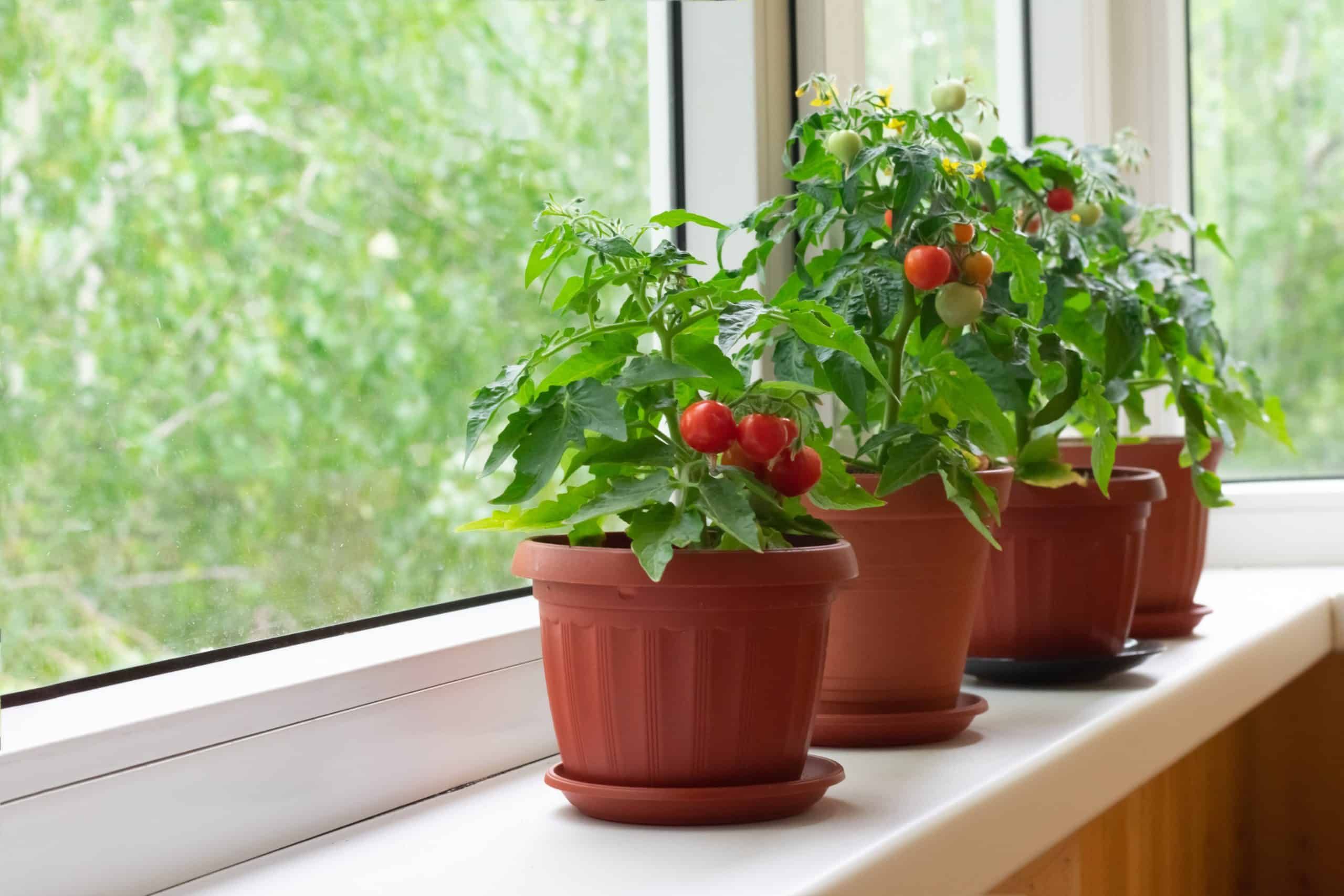 small bushy cherry tomatoes growing in brown pots on a sunny windowsill