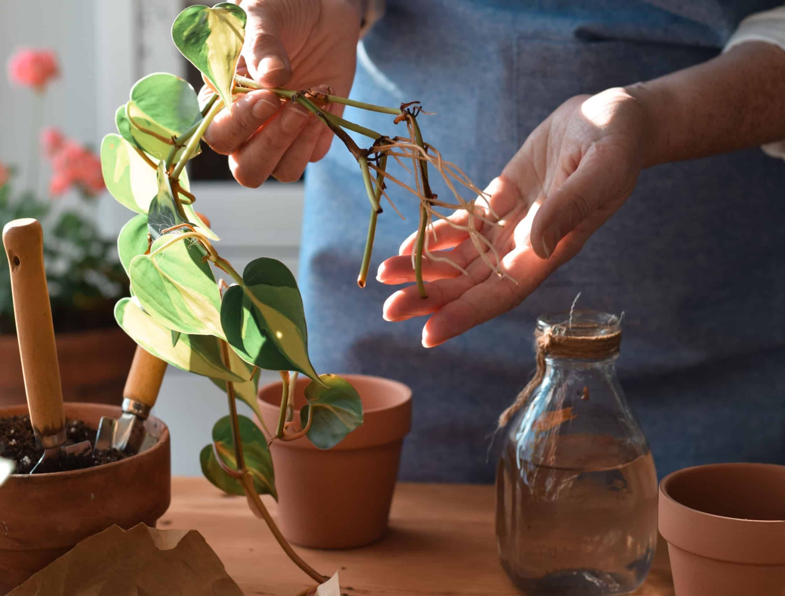 Woman is holding pothos plant cuttings with roots ready to be planted