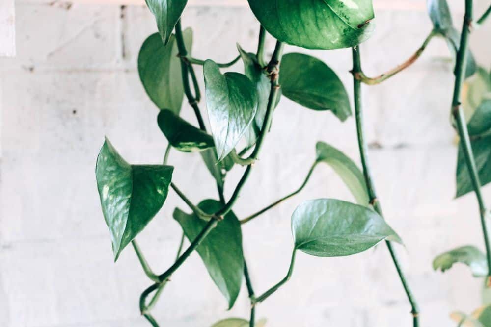 Pothos stems and leaves