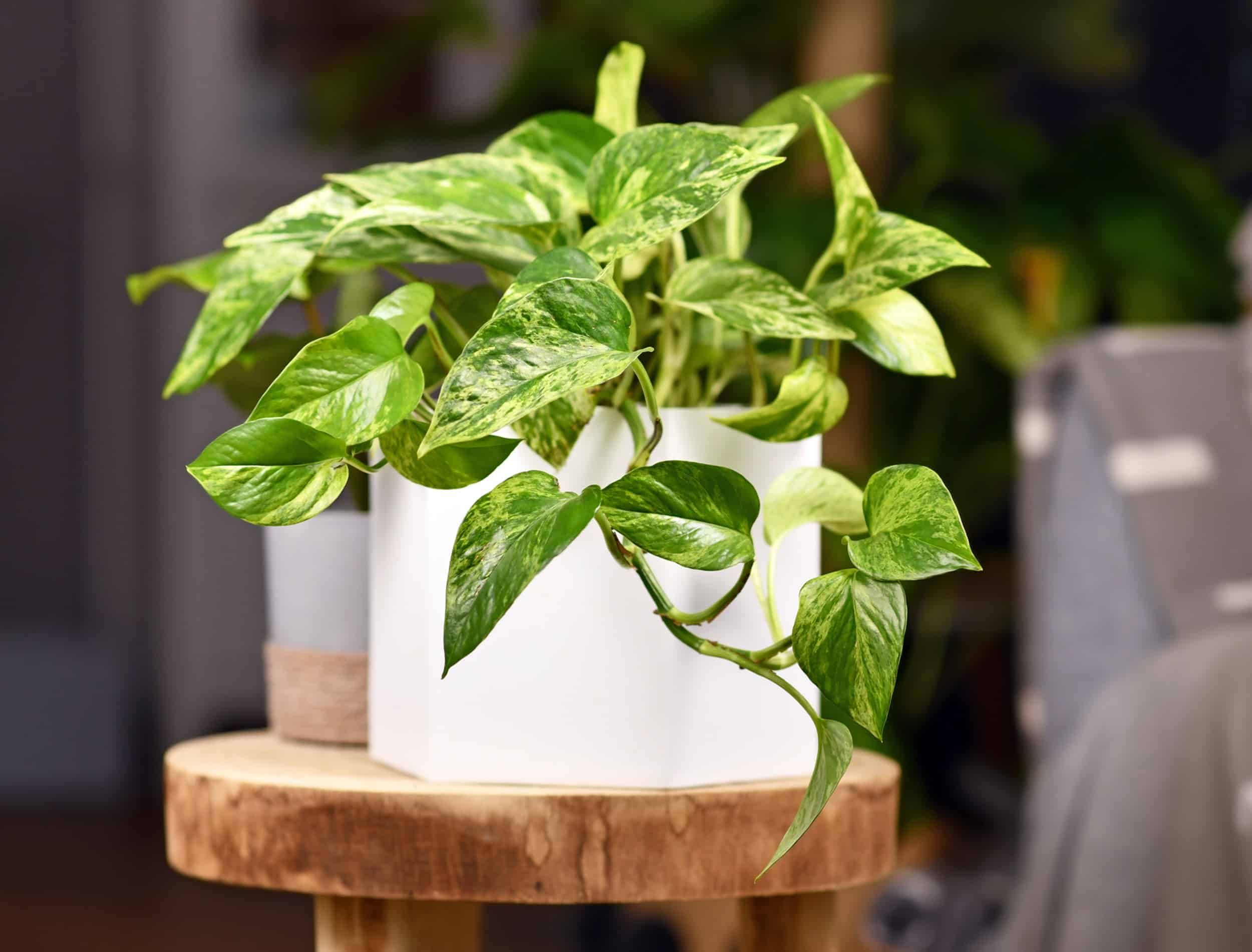 Tropical 'Epipremnum Aureum Marble Queen' pothos houseplant with white variegation in flower pot on wooden table