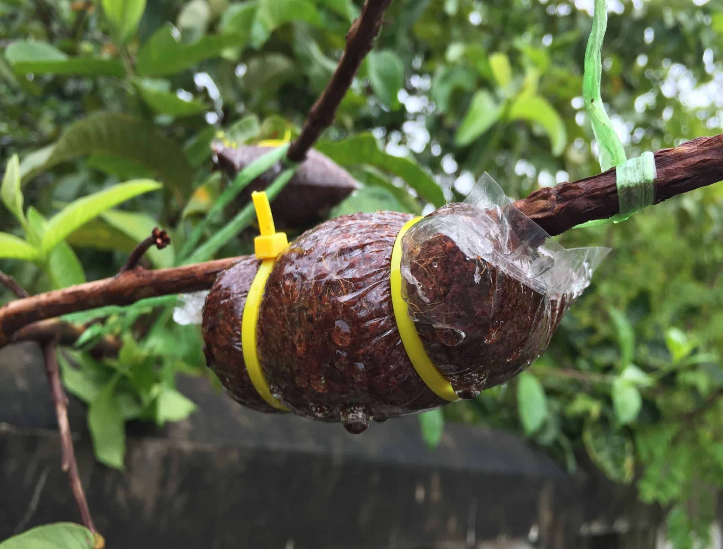 How to Propagate Plants With Air Layering