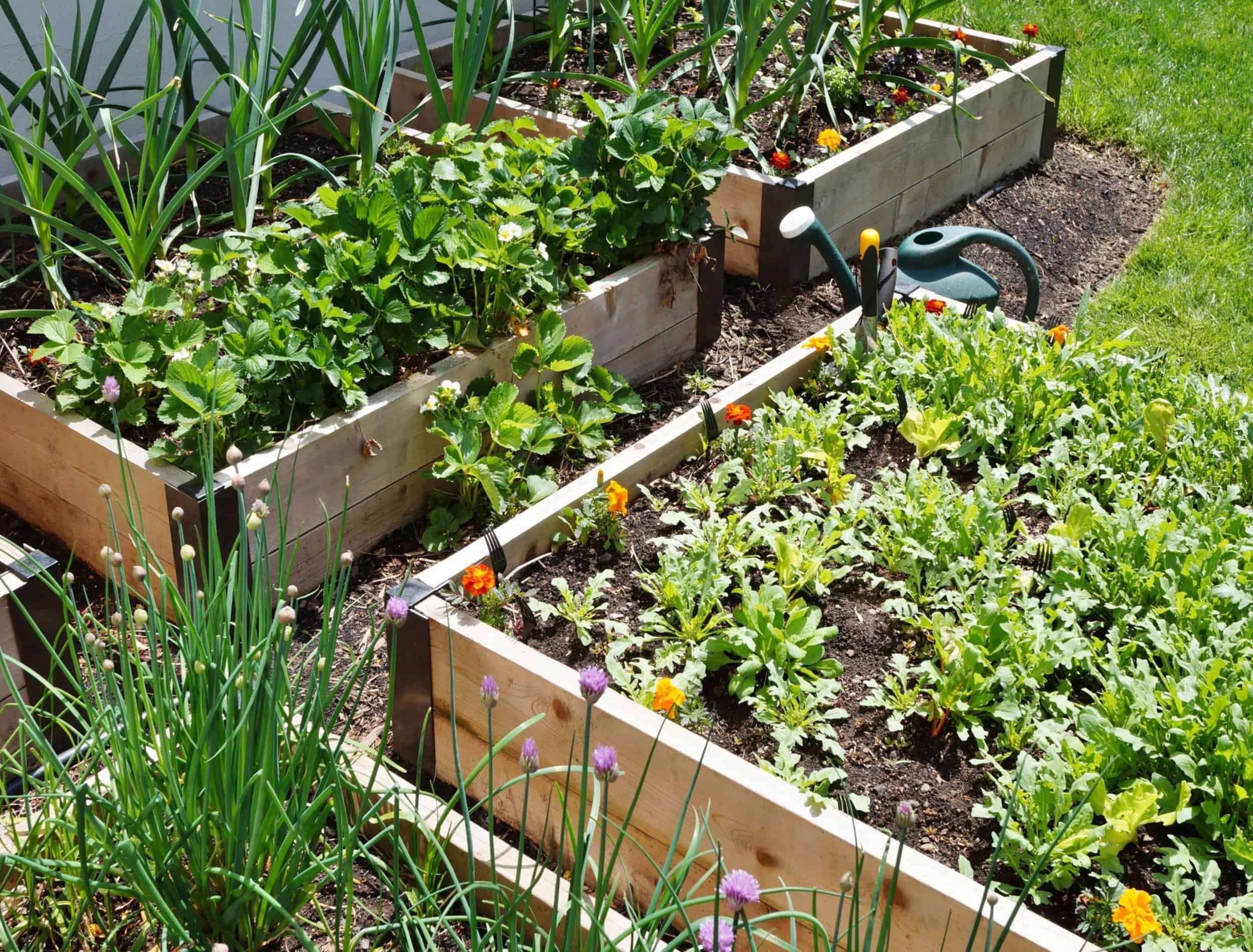 Raised bed vegetable garden box in spring for crop rotation