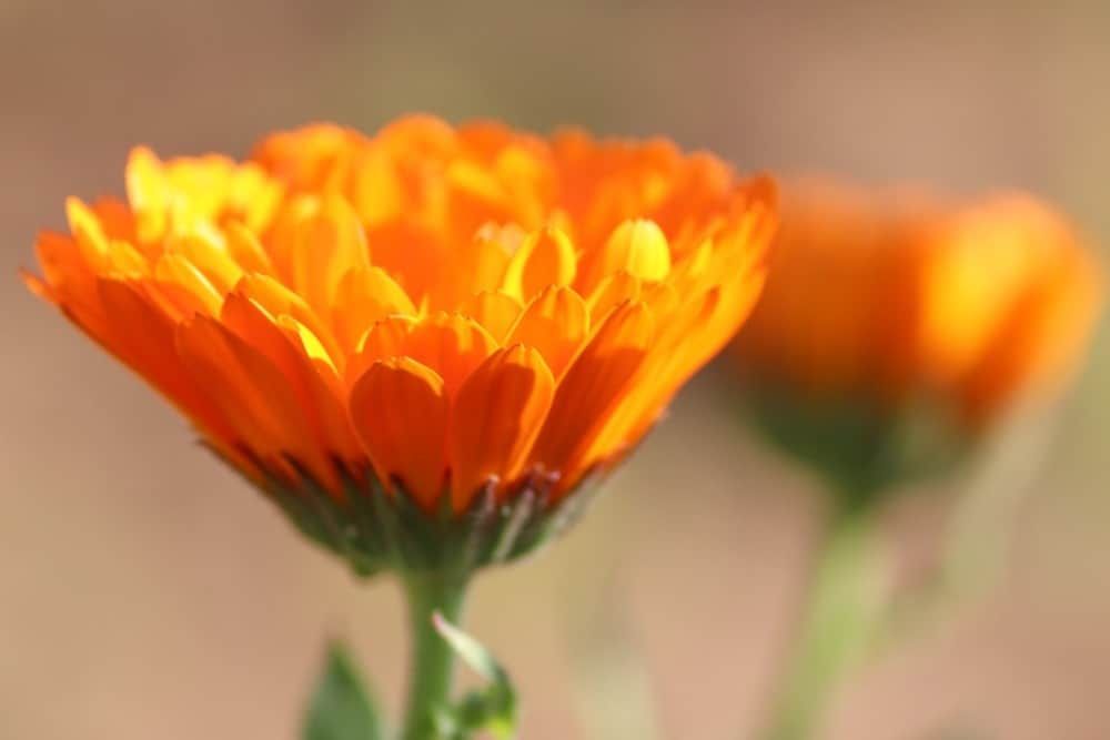 a blooming orange marigold