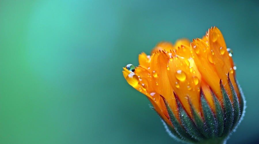 A single blooming orange marigold flower