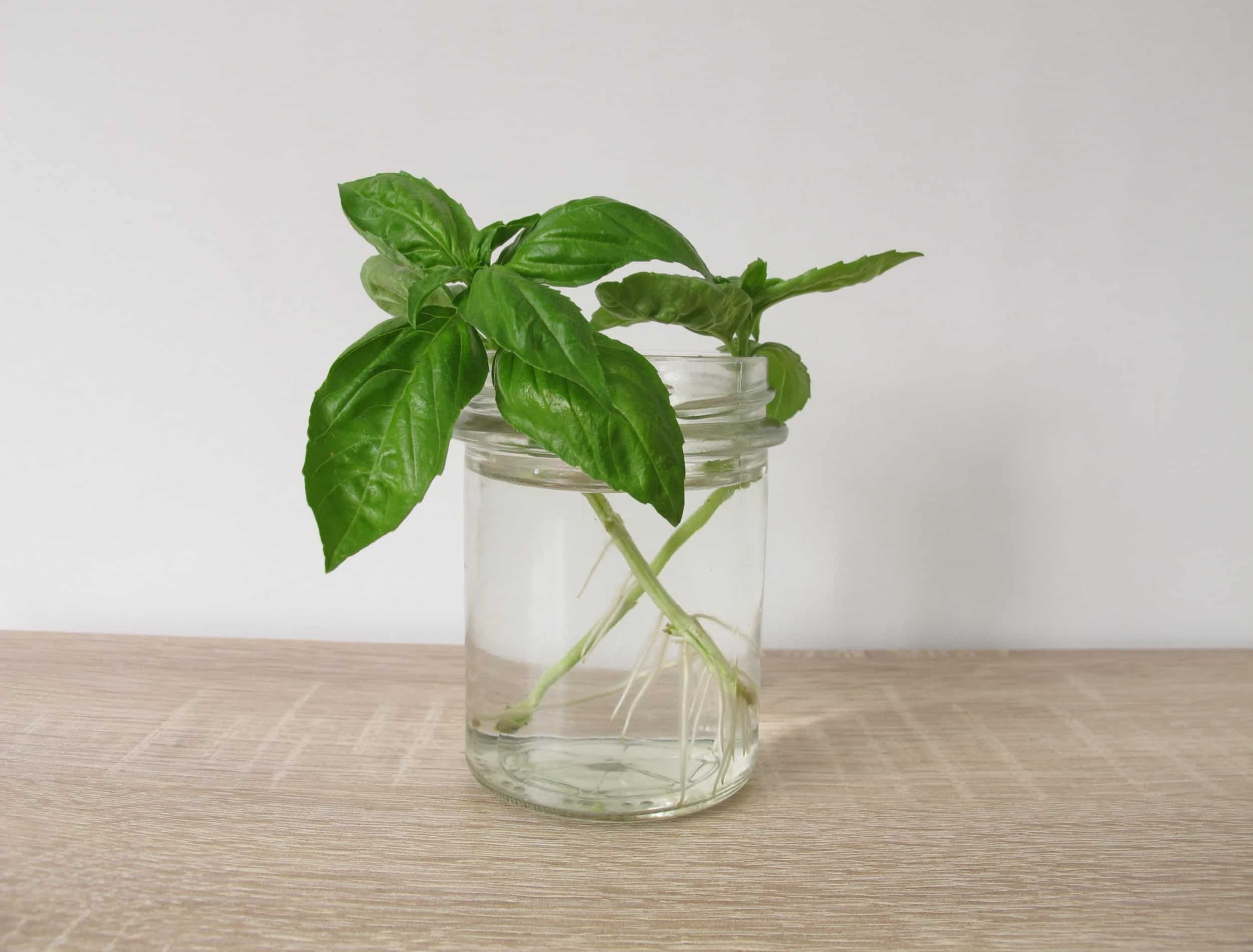 Regrow basil in a glass of water