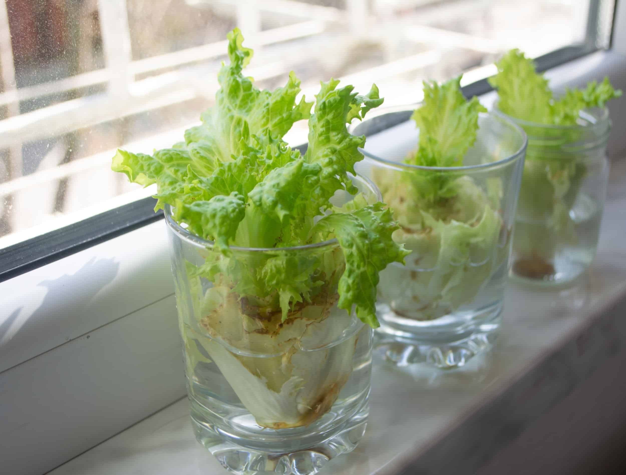 Growing lettuce in water from scraps in kitchen and on windowsill