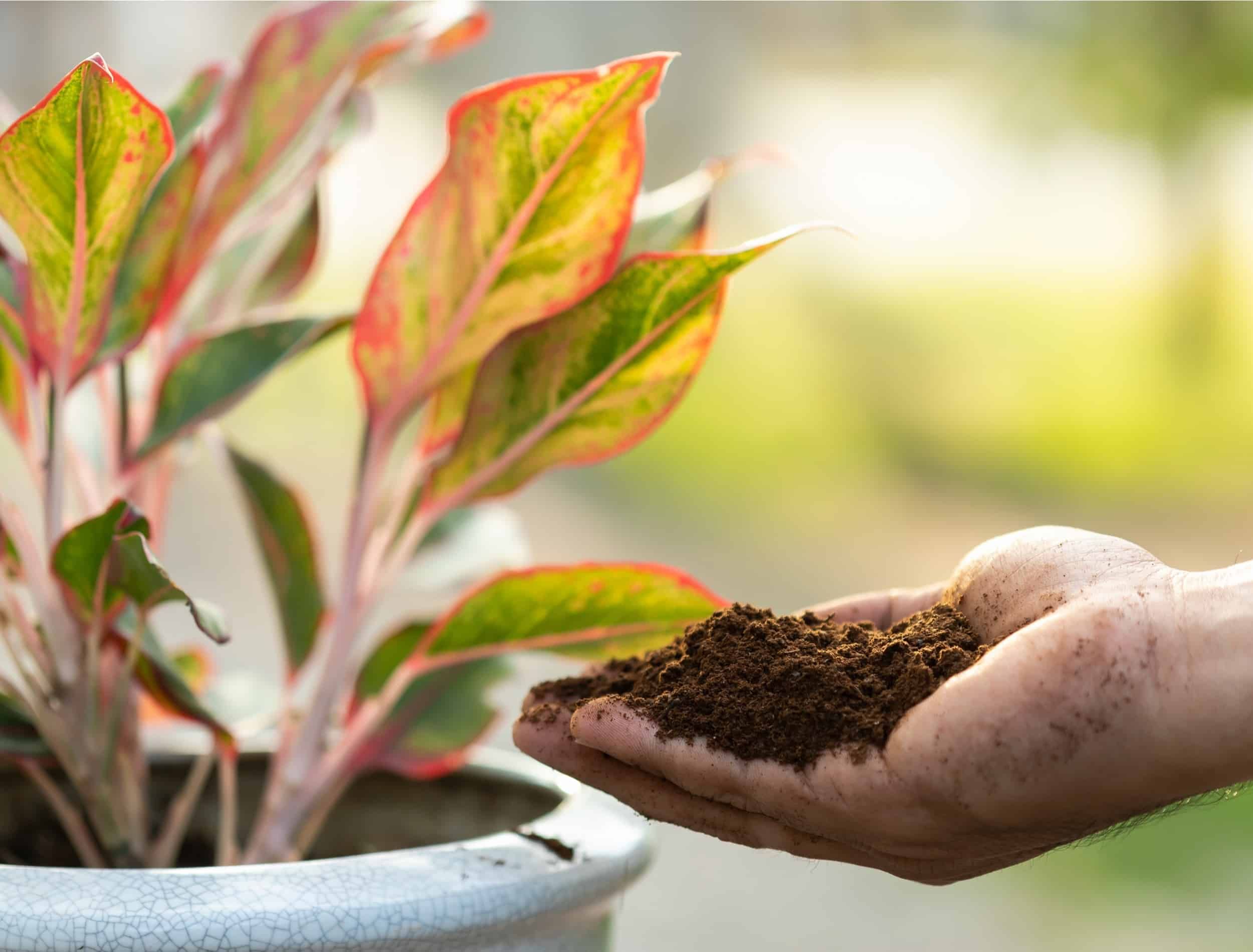 What To Do With Old Soil From Pots