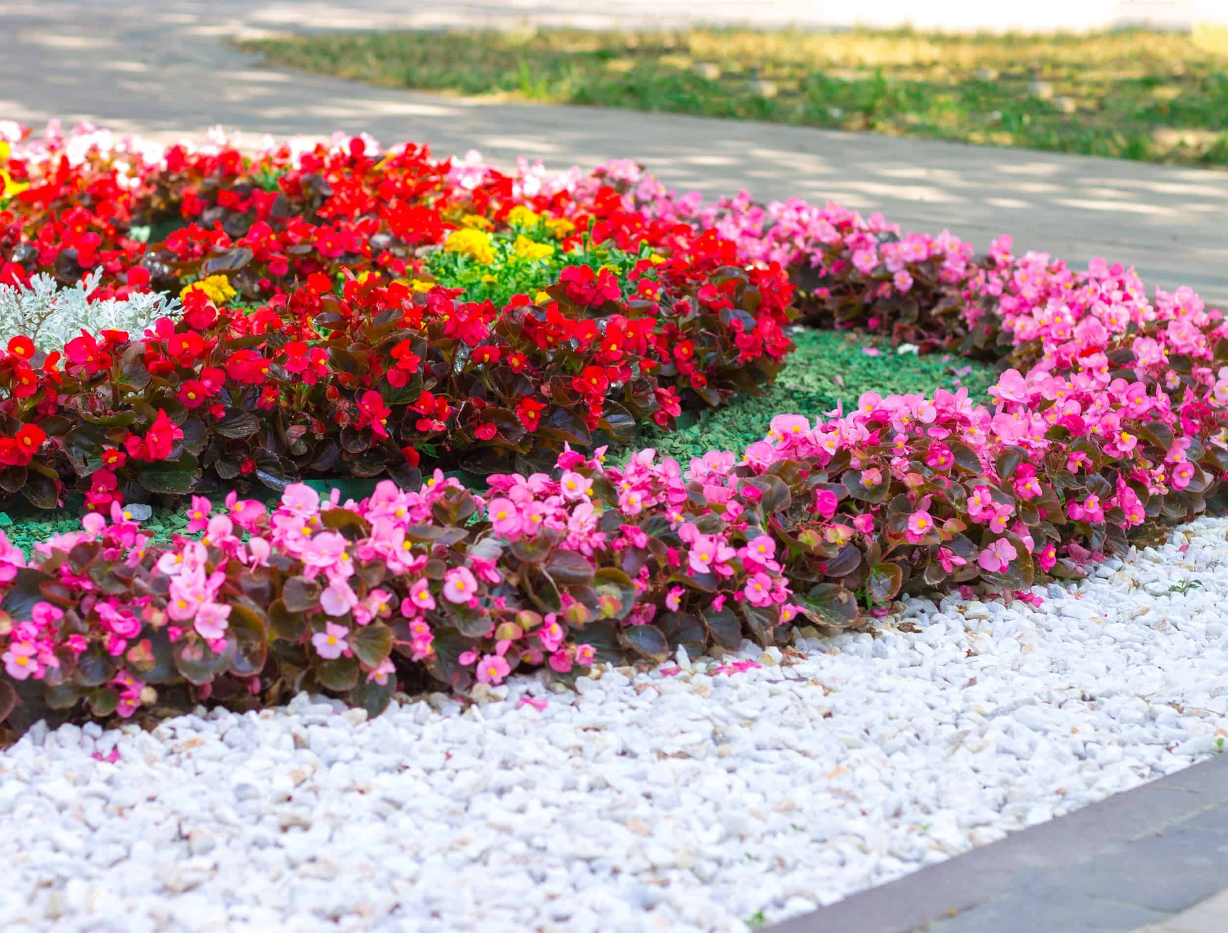 A flower bed of flowers in the city park. Red and pink begonia and marigold with artificial decorative white stone, landscape design